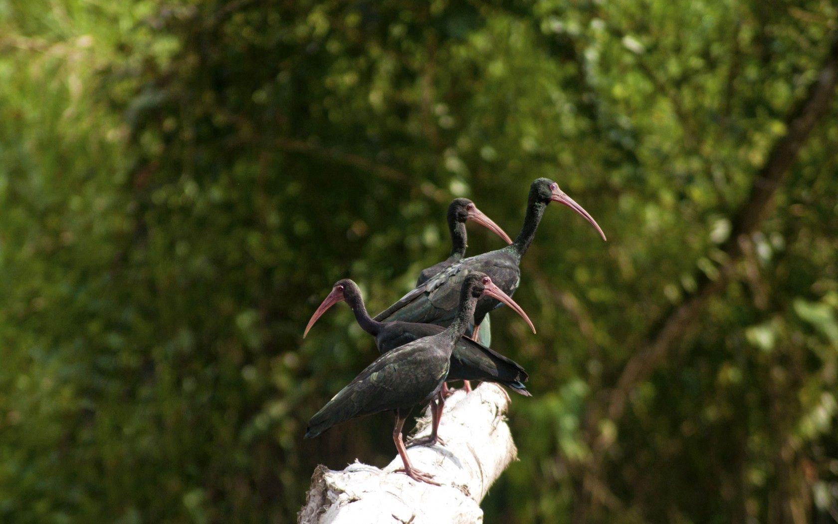 72032 descargar imagen animales, naturaleza, birds, ibises, ibis: fondos de pantalla y protectores de pantalla gratis