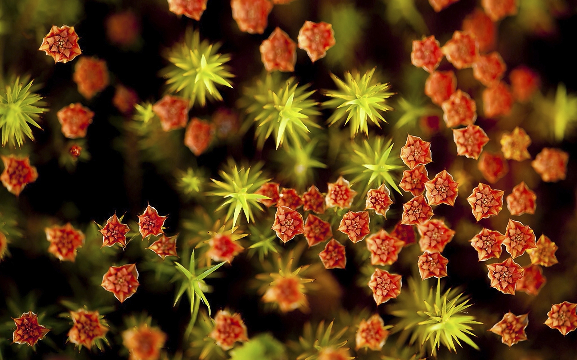 Descarga gratuita de fondo de pantalla para móvil de Flores, Flor, Tierra/naturaleza.