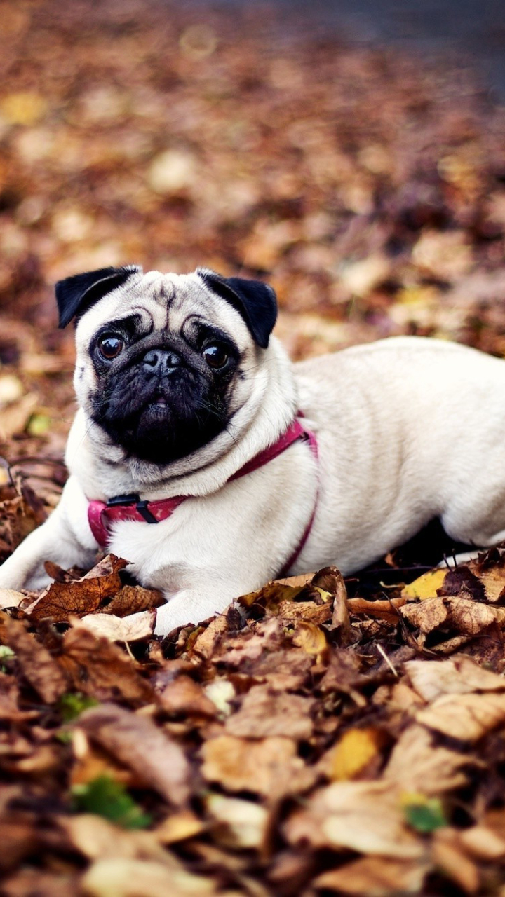 Download mobile wallpaper Pug, Dogs, Animal for free.