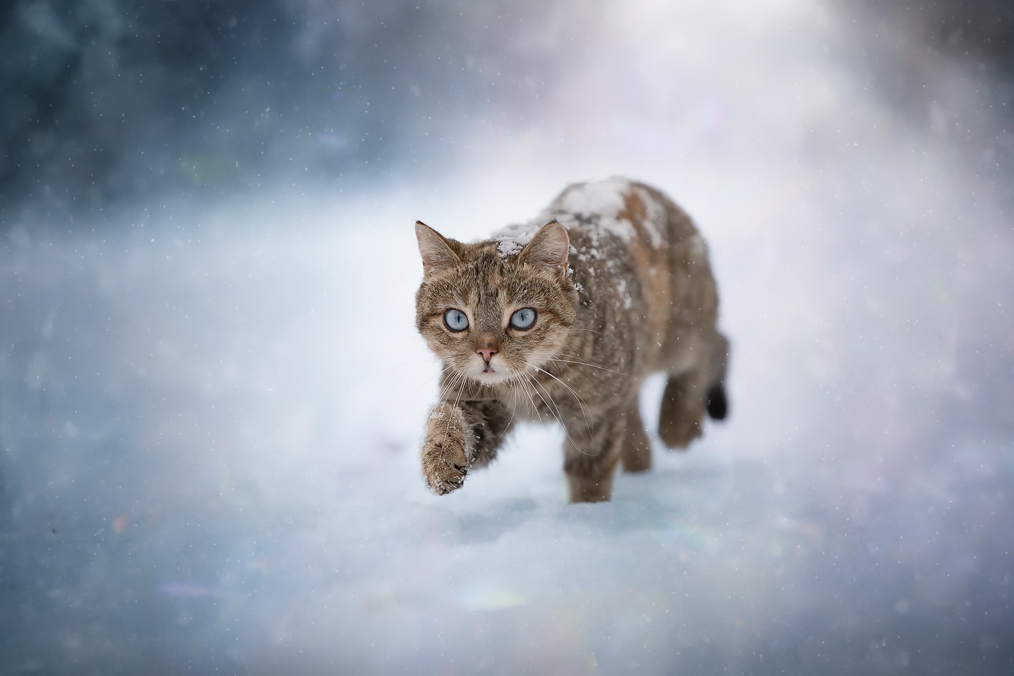 Laden Sie das Tiere, Winter, Katzen, Schnee, Katze-Bild kostenlos auf Ihren PC-Desktop herunter