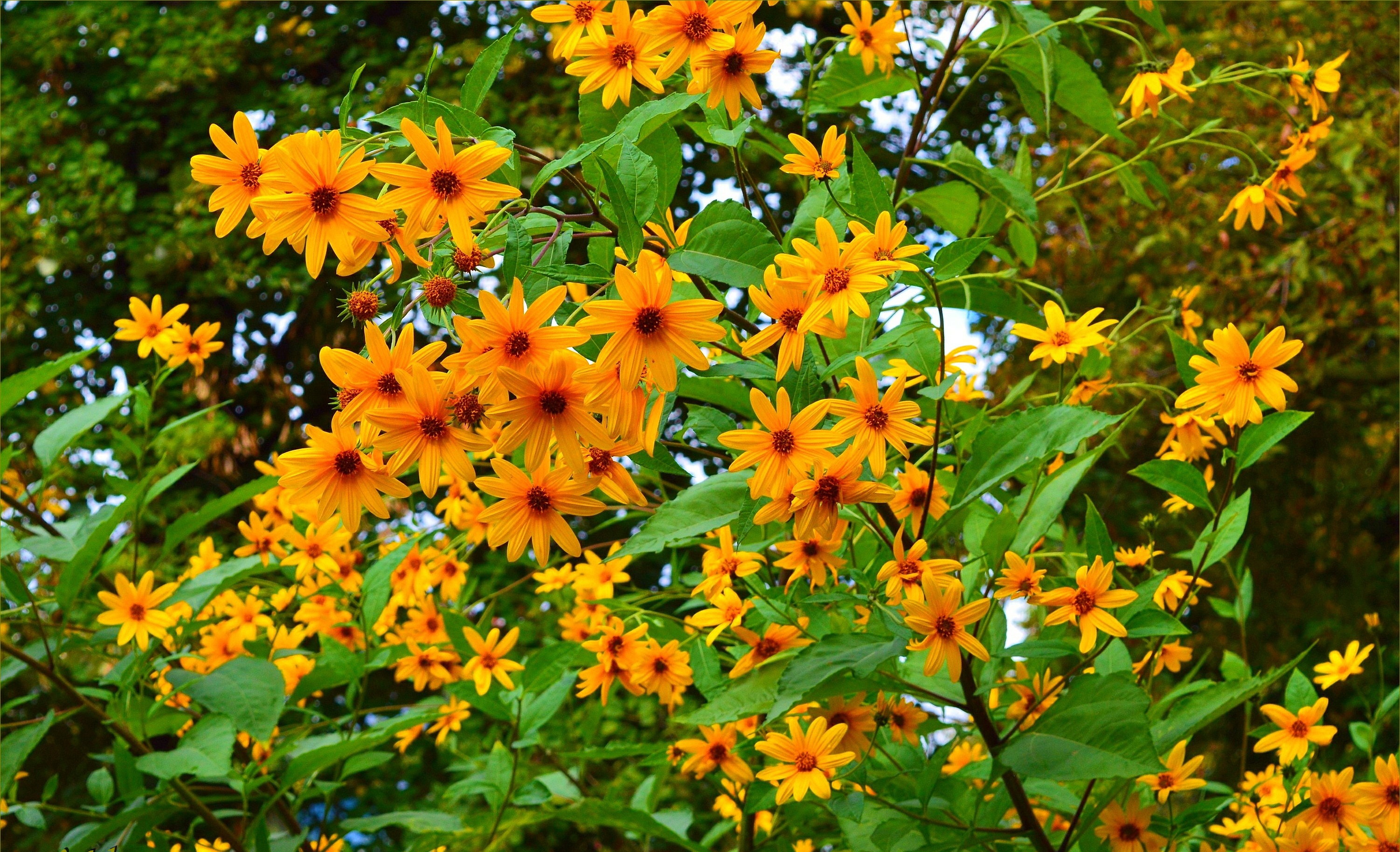 Download mobile wallpaper Flowers, Bush, Flower, Earth, Daisy, Yellow Flower for free.