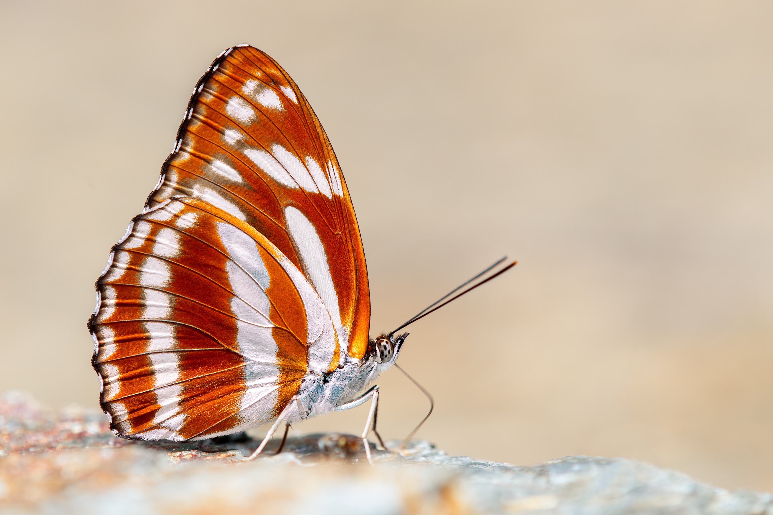 Download mobile wallpaper Macro, Insect, Butterfly, Animal for free.