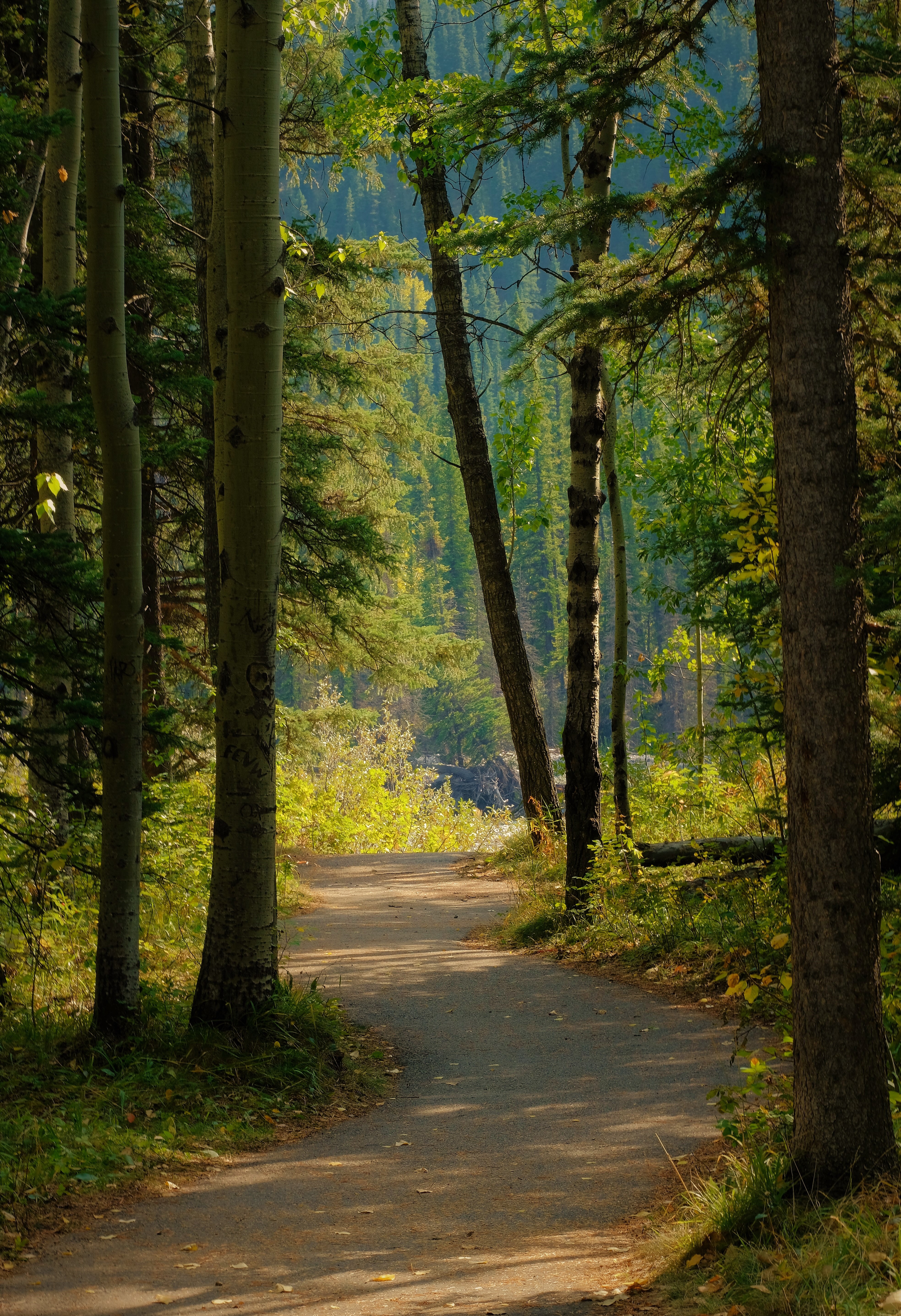 road, path, forest, nature for android