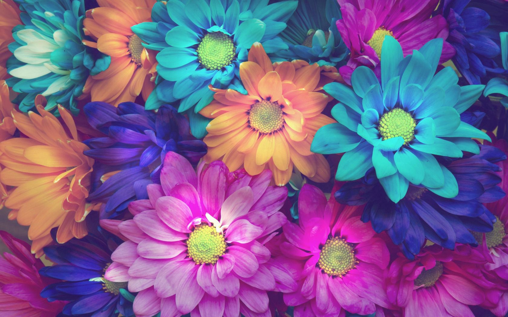 motley, flowers, multicolored, petals