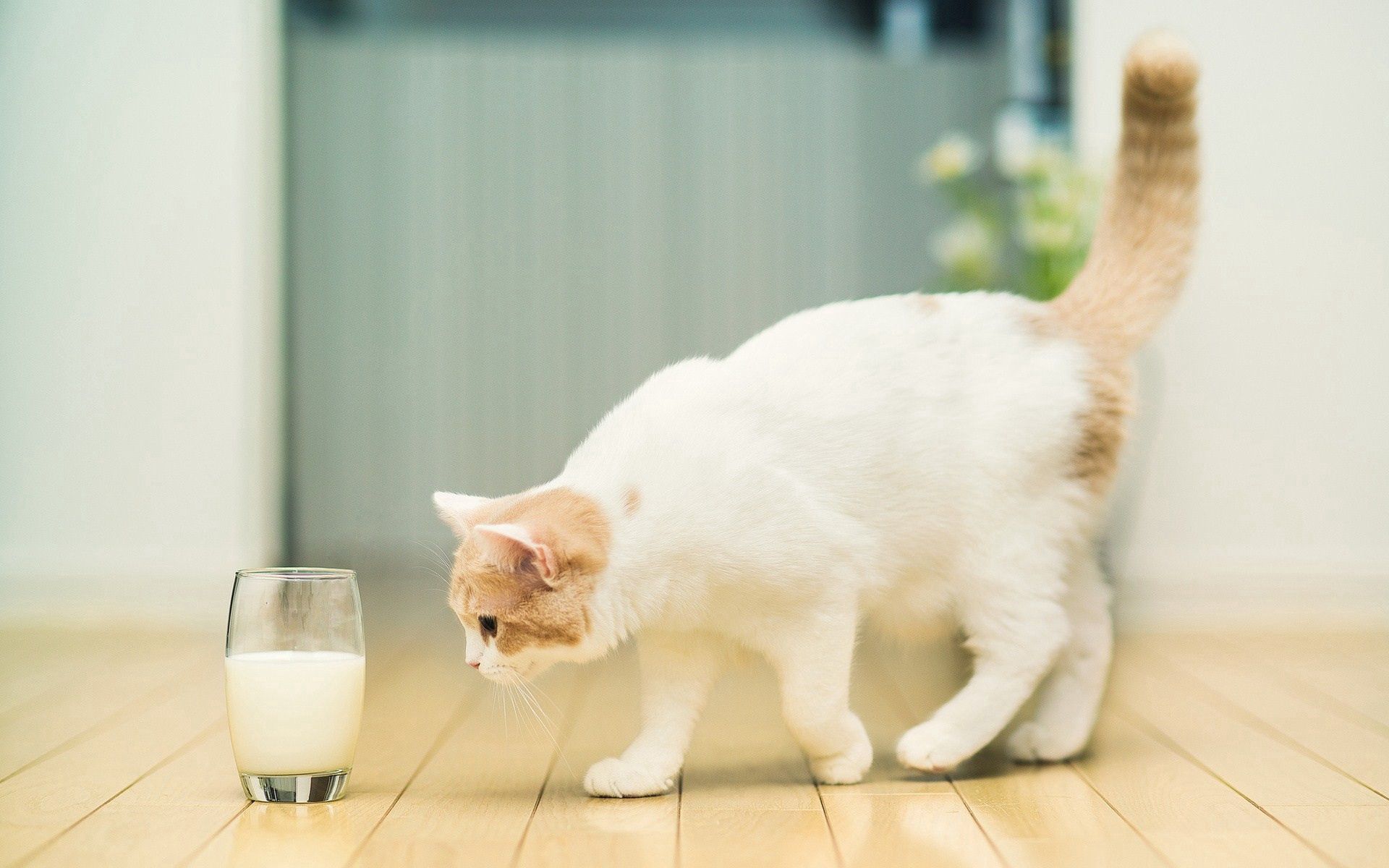 milk, animals, cat, spotted, spotty, glass, floors