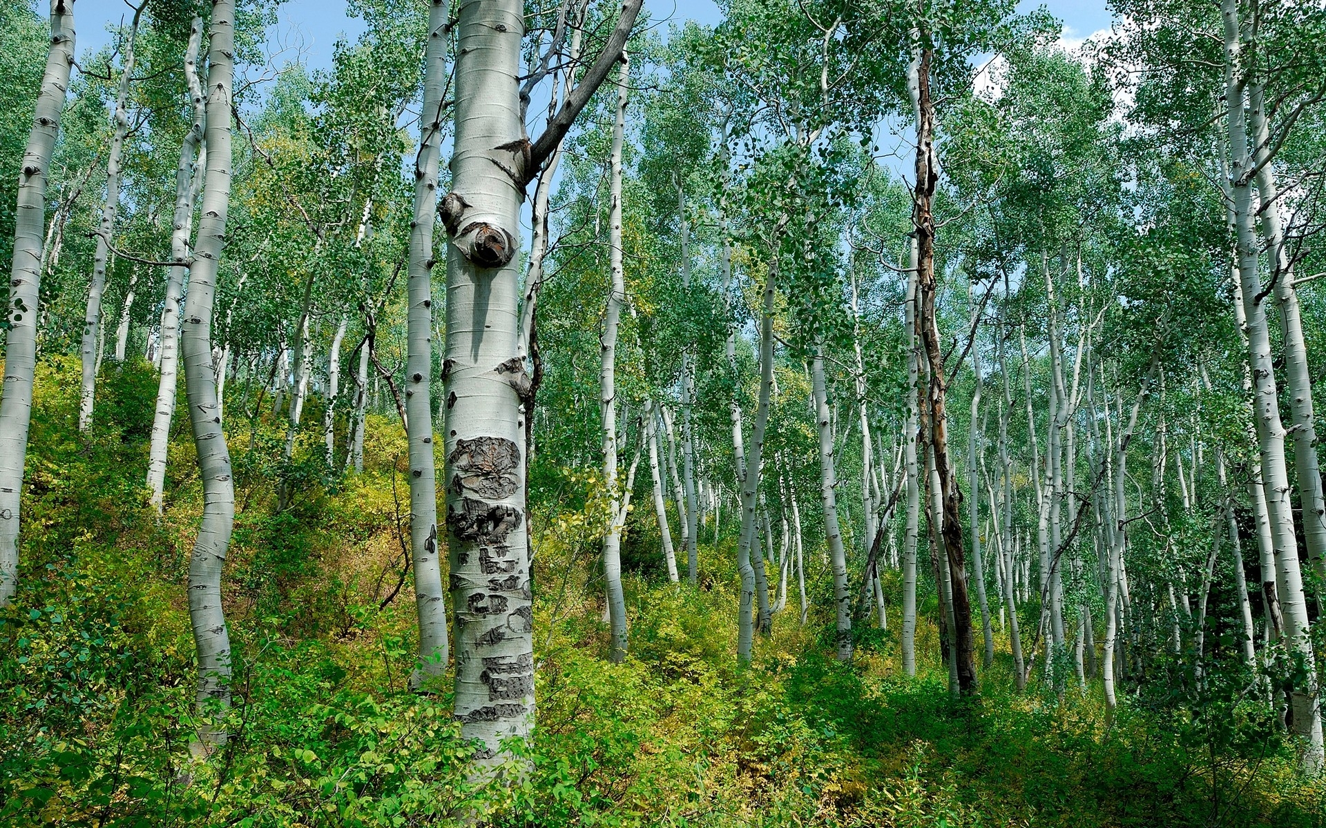 Free download wallpaper Landscape, Trees on your PC desktop