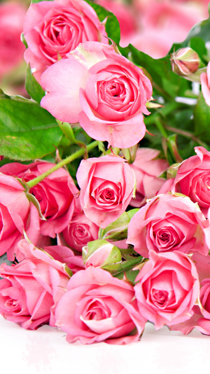 Download mobile wallpaper Flowers, Flower, Rose, Earth, Pink Flower, Pink Rose for free.