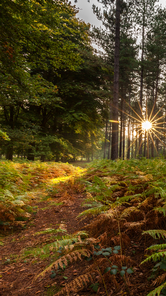 Download mobile wallpaper Nature, Fern, Forest, Tree, Earth, Path, Sunbeam, Sunbean for free.