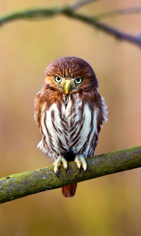 Download mobile wallpaper Birds, Owl, Bird, Animal, Baby Animal for free.