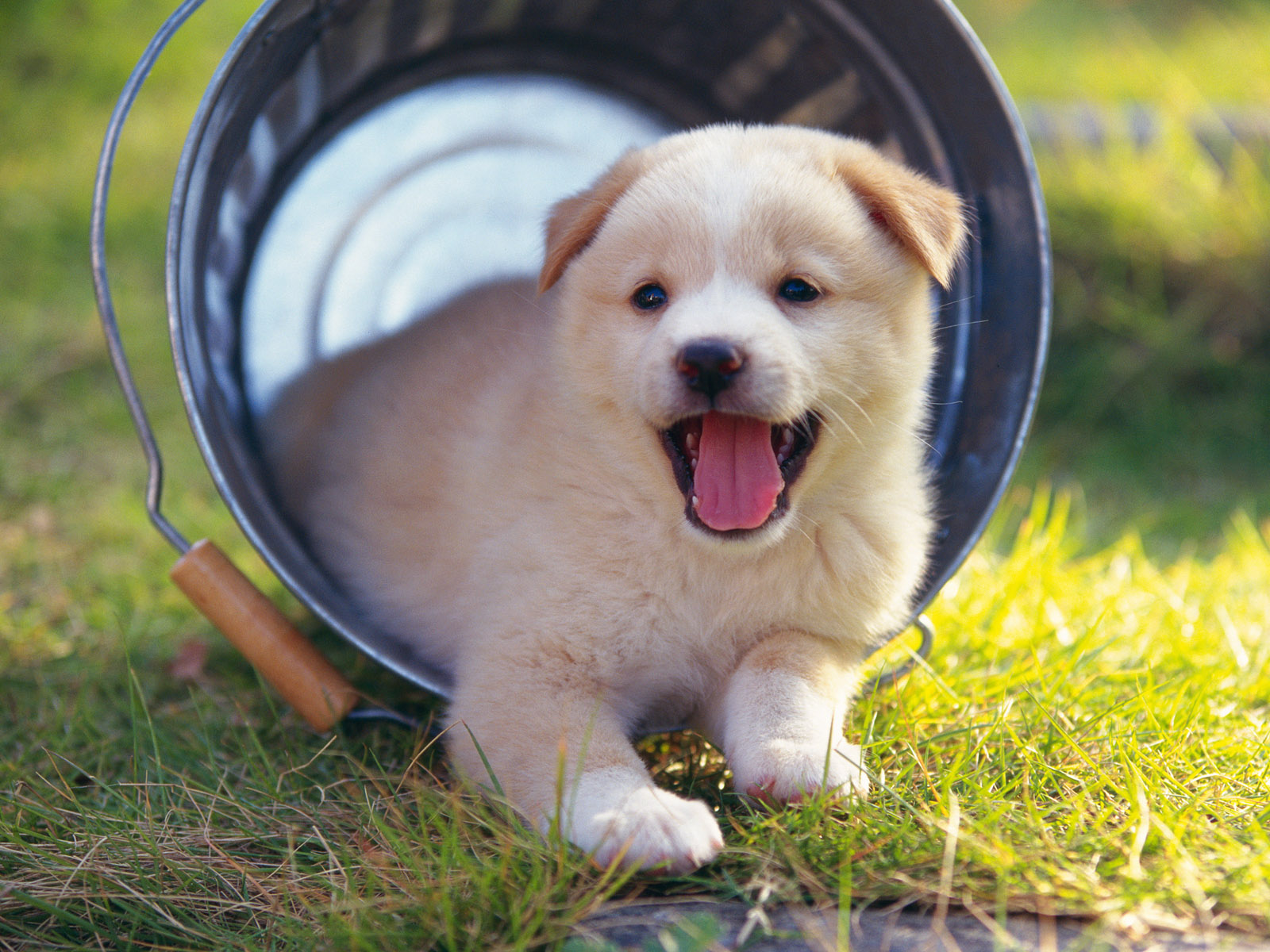 Téléchargez des papiers peints mobile Chiot, Chiens, Animaux gratuitement.