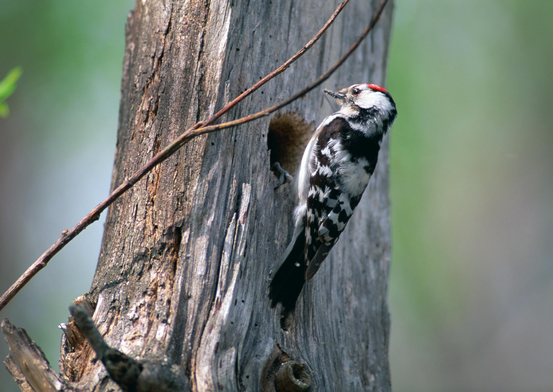 Laden Sie das Vogel, Vögel, Tiere-Bild kostenlos auf Ihren PC-Desktop herunter