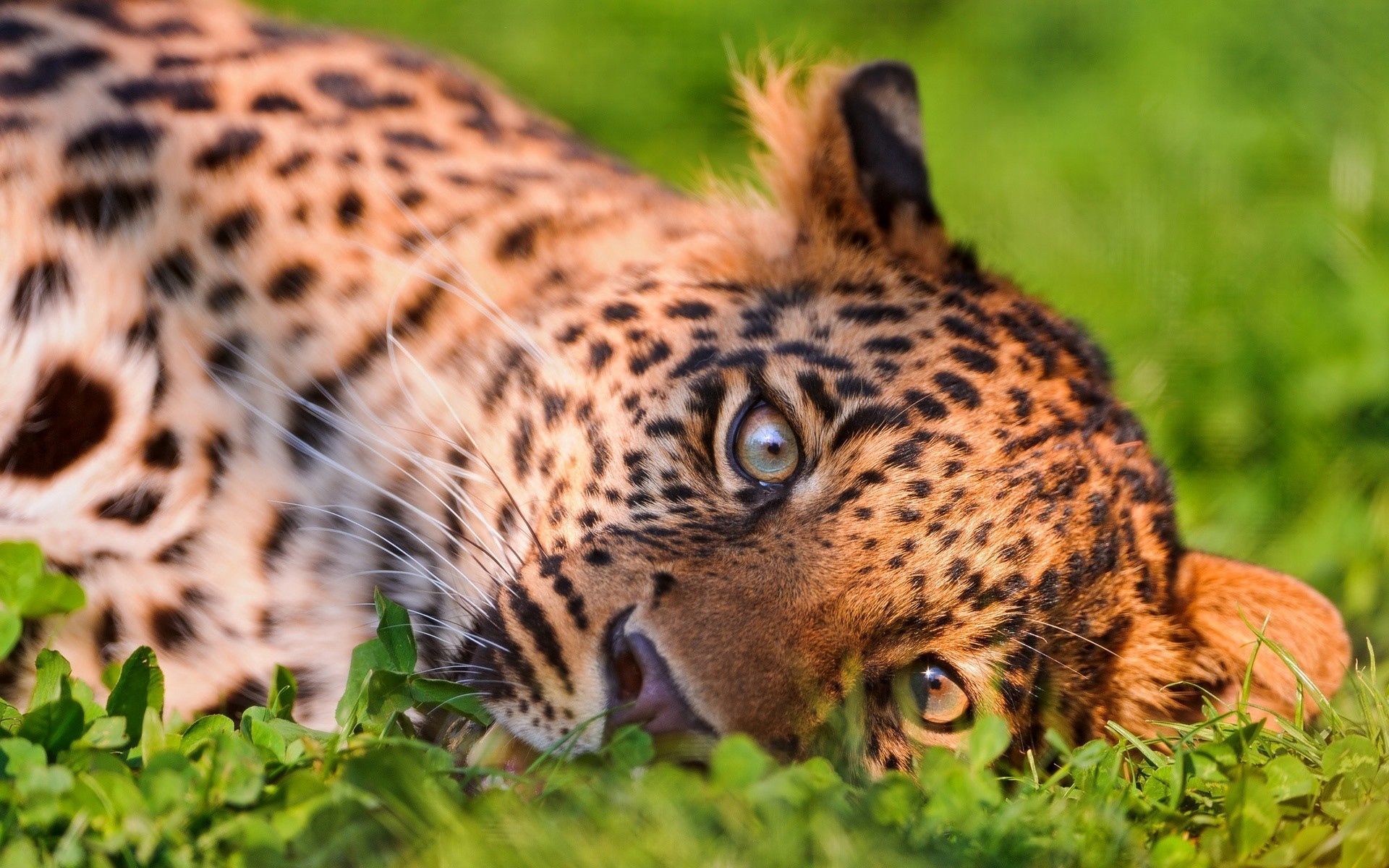 Download mobile wallpaper Grass, Lie, To Lie Down, Muzzle, Leopard, Animals for free.