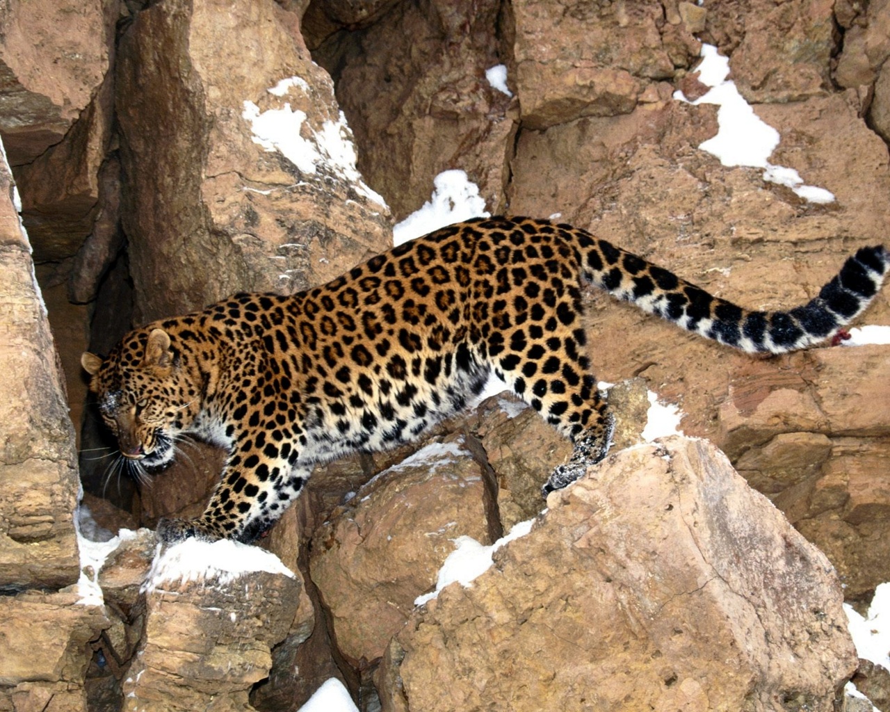 Handy-Wallpaper Tiere, Jaguar kostenlos herunterladen.