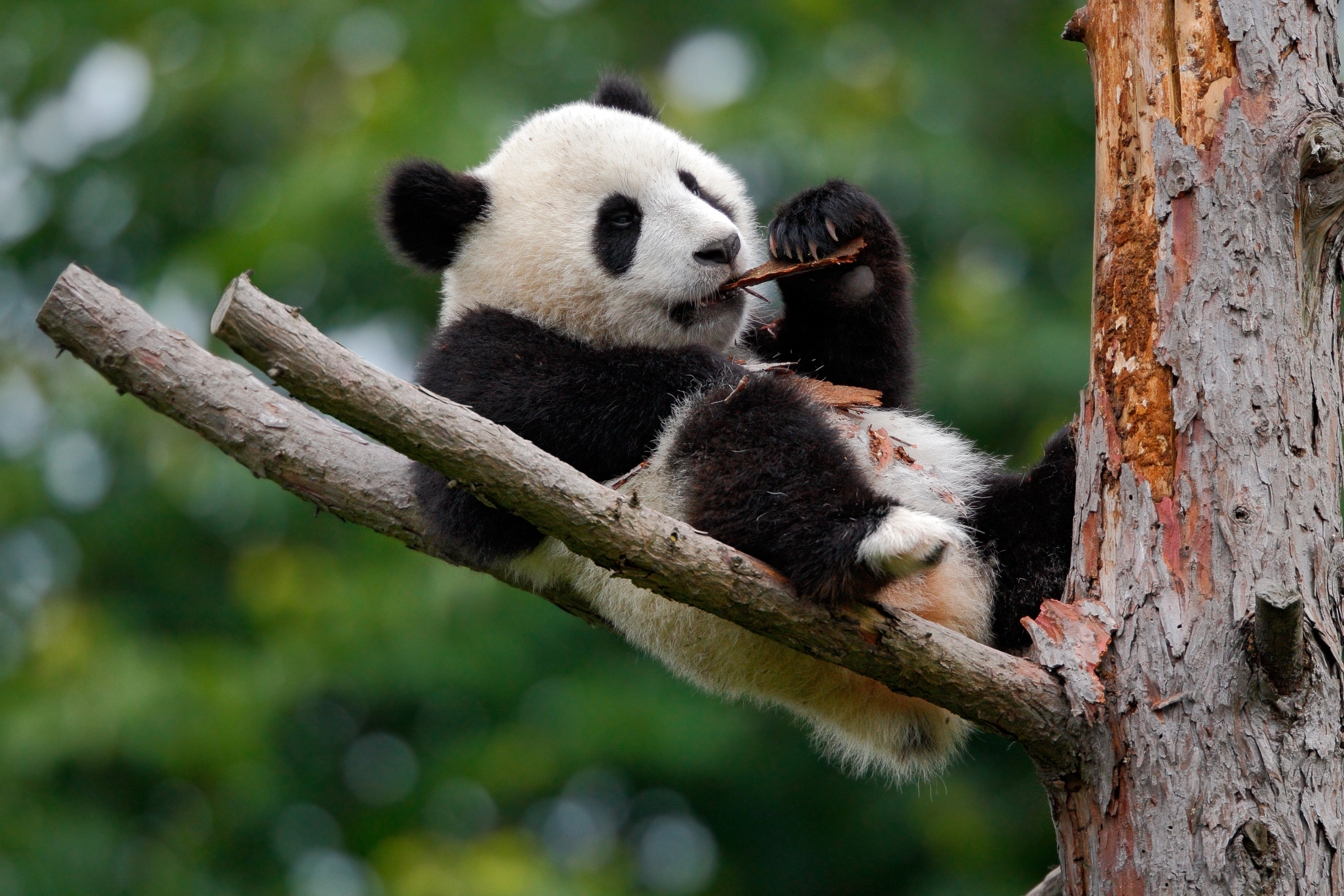 Baixar papel de parede para celular de Animais, Panda gratuito.
