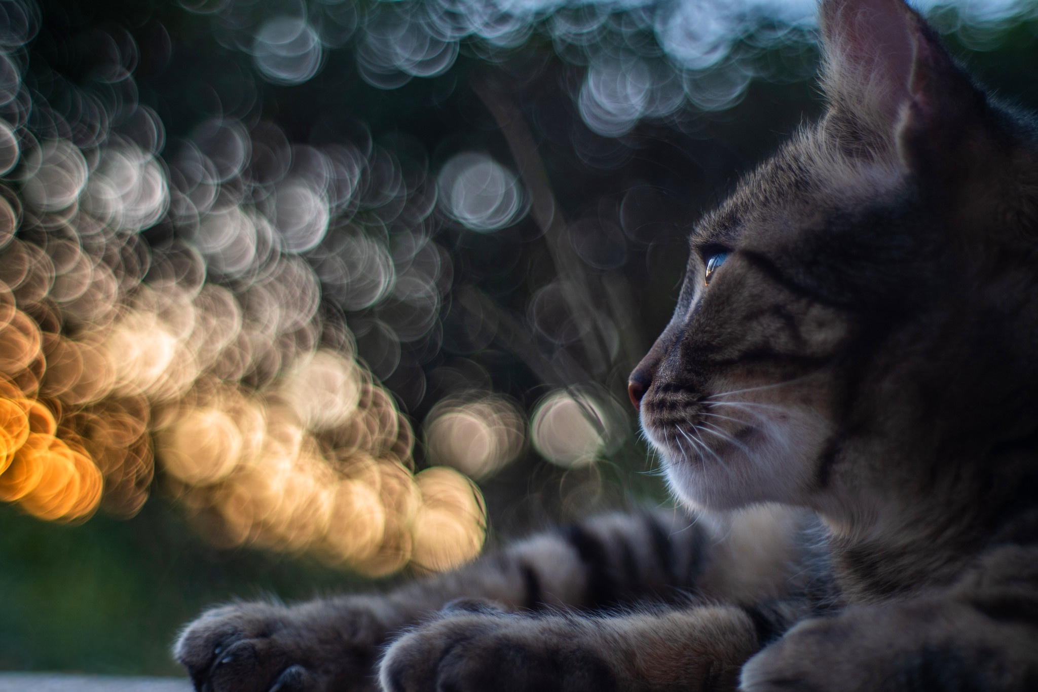 Free download wallpaper Cats, Cat, Animal, Bokeh on your PC desktop