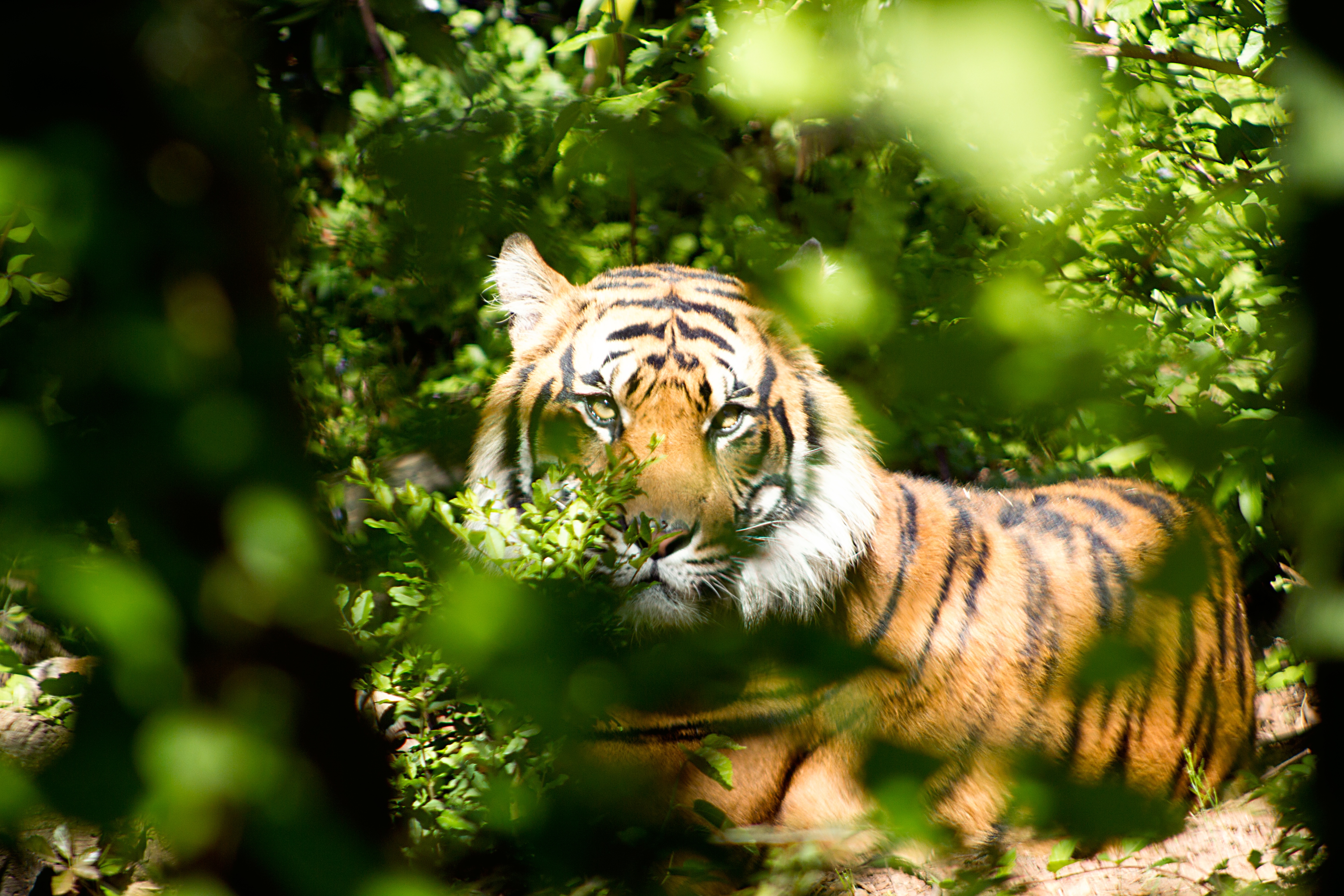 Handy-Wallpaper Tiere, Katzen, Tiger, Starren kostenlos herunterladen.