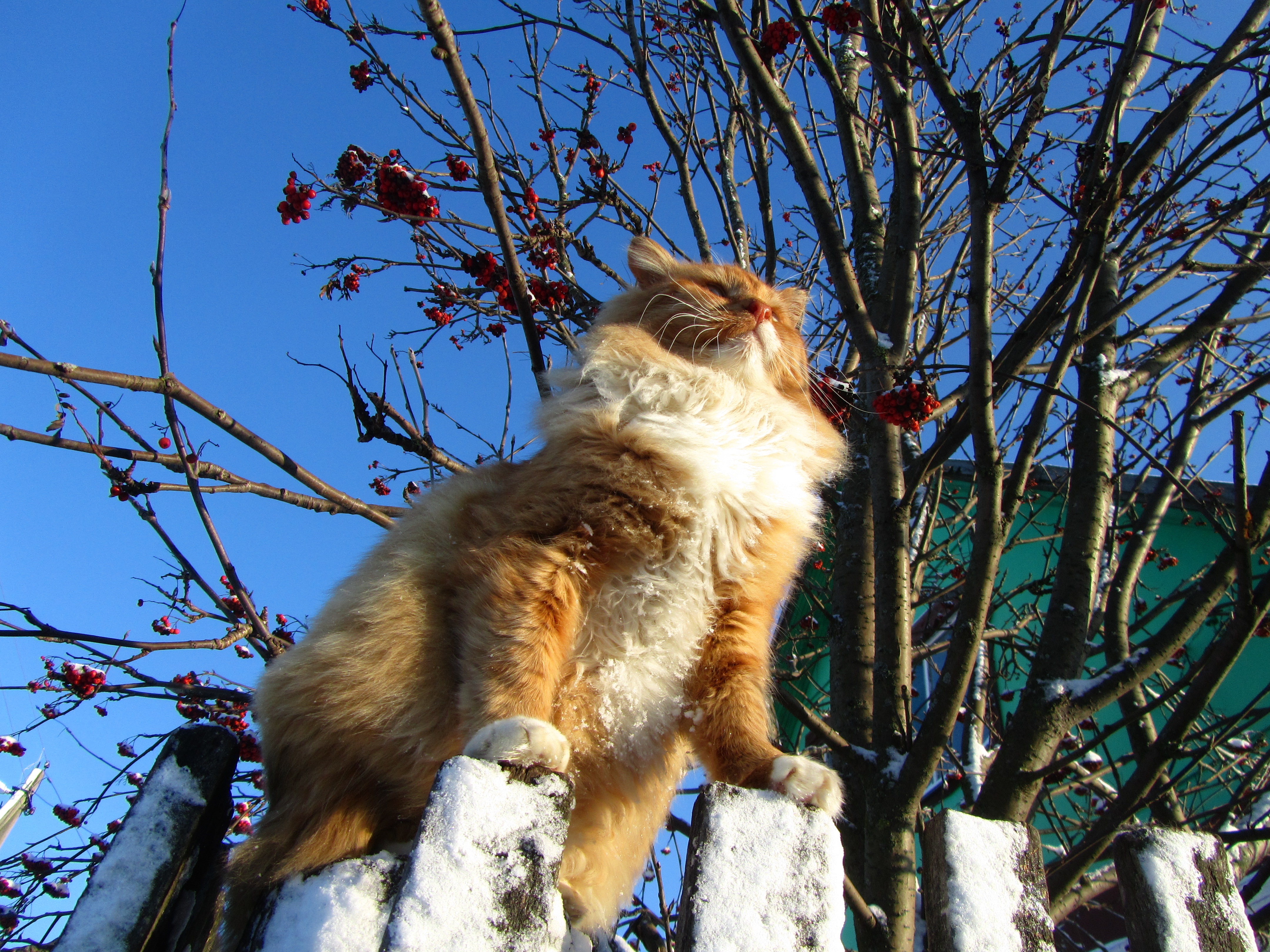 Baixe gratuitamente a imagem Animais, Gatos, Gato na área de trabalho do seu PC