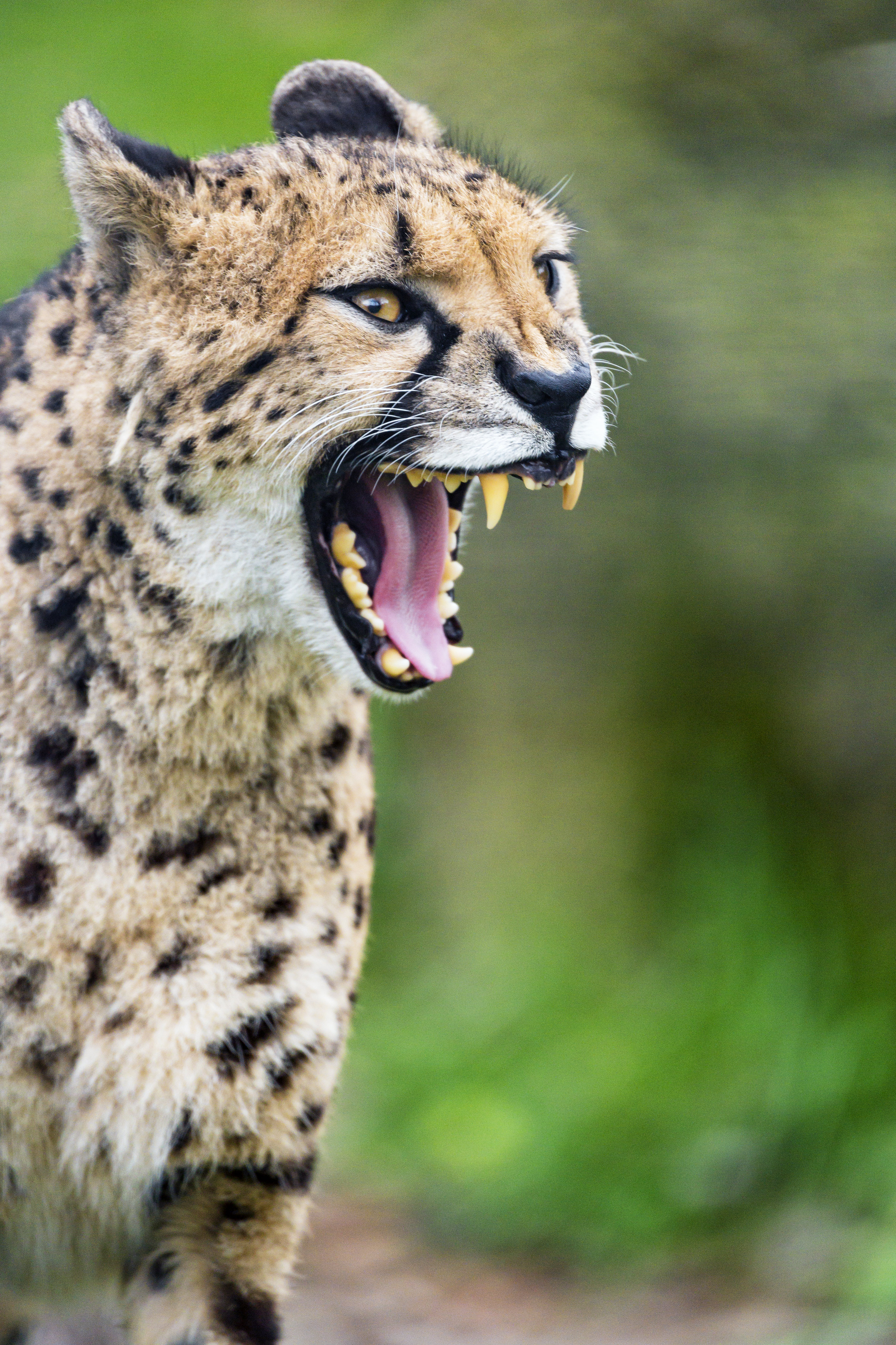 Download mobile wallpaper Fangs, Animals, Predator, Grin, Big Cat, Cheetah for free.