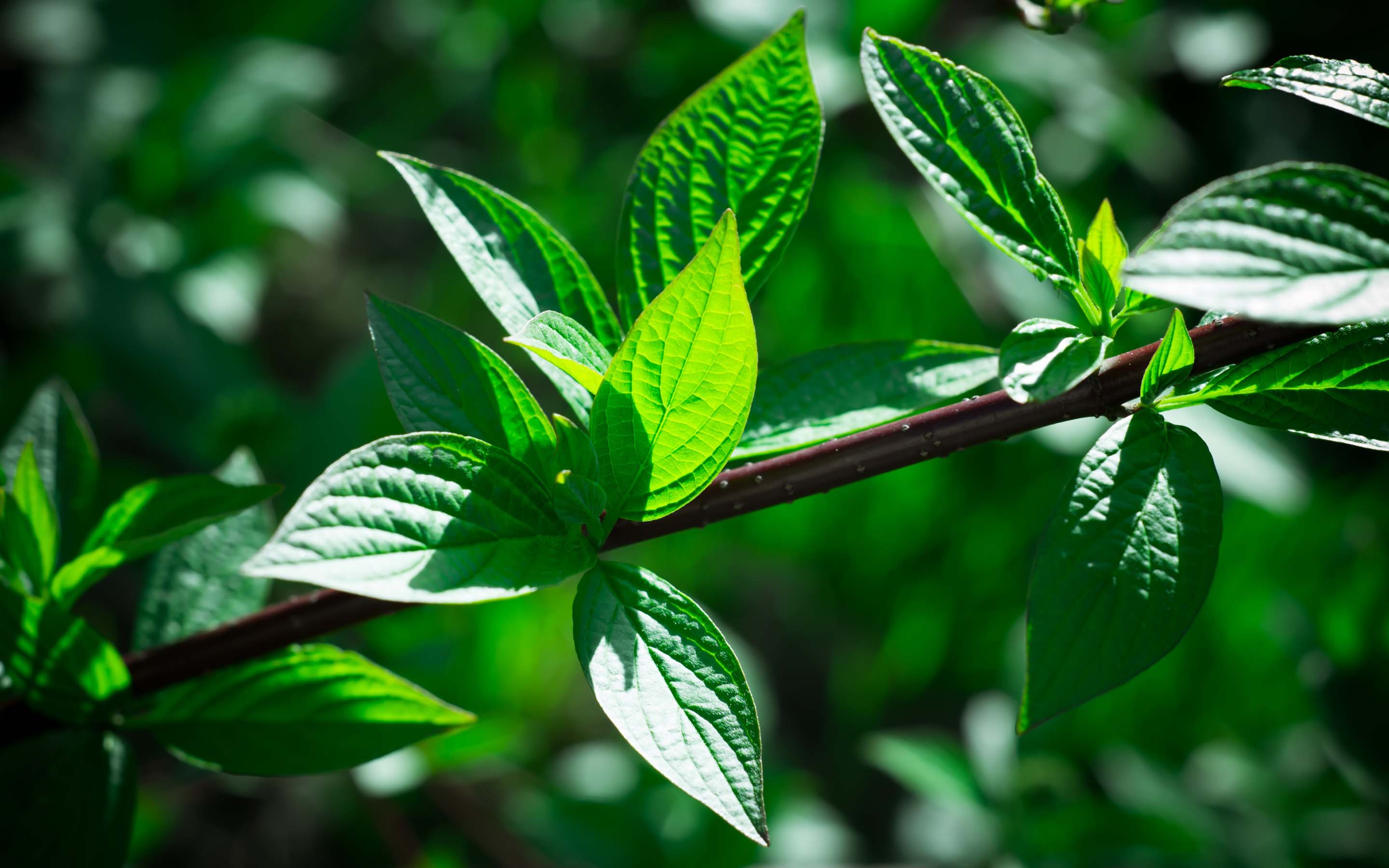 Descarga gratis la imagen Hoja, Tierra/naturaleza en el escritorio de tu PC