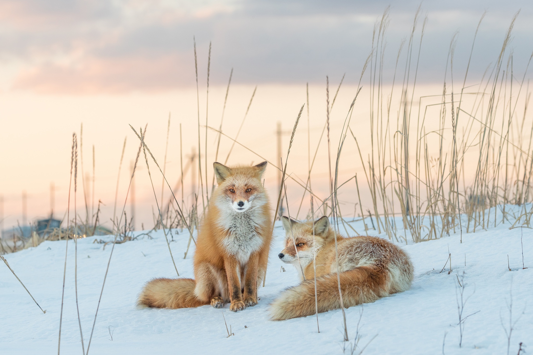 PCデスクトップに動物, 冬, 雪, 狐画像を無料でダウンロード