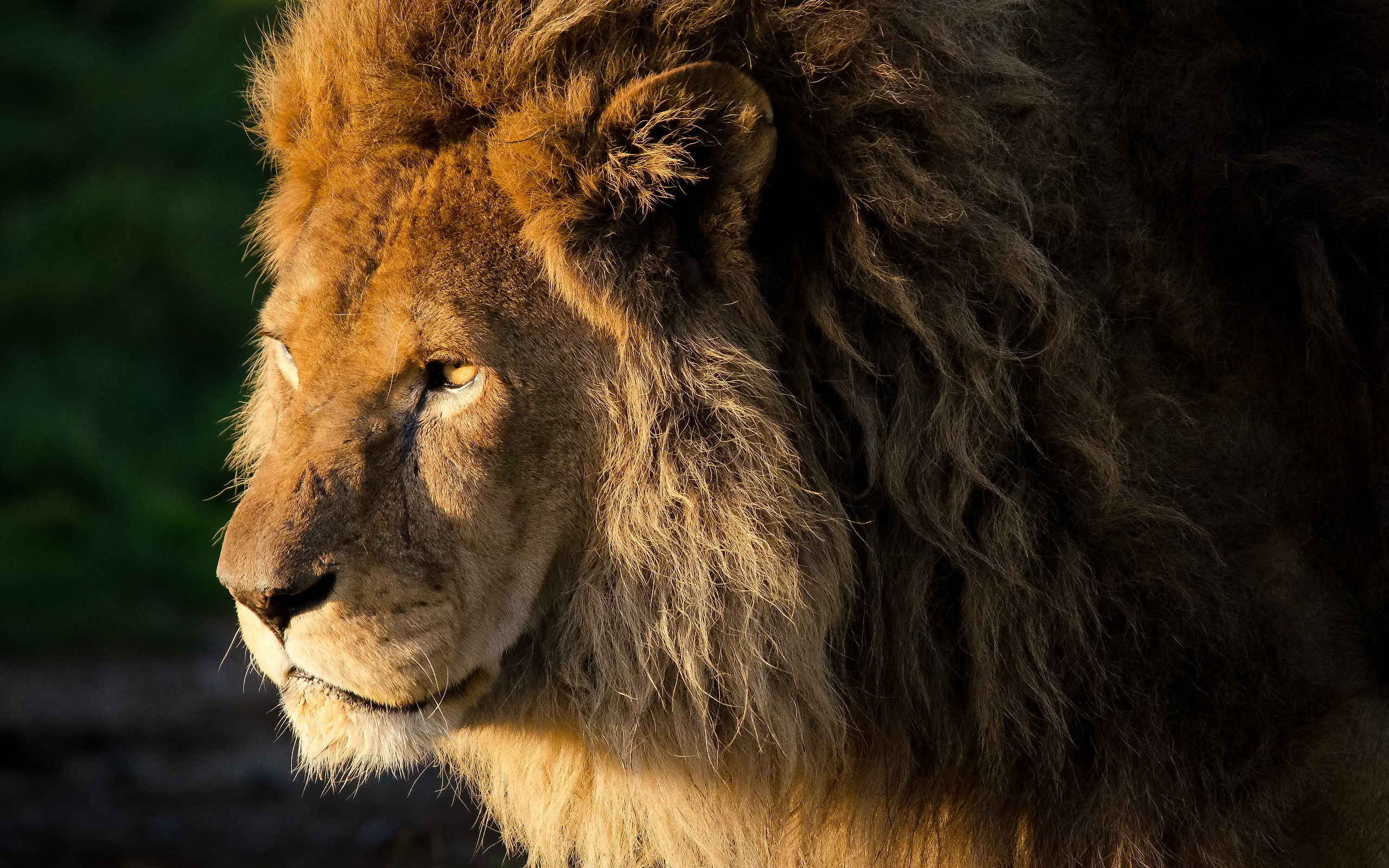 Téléchargez gratuitement l'image Animaux, Chats, Lion sur le bureau de votre PC