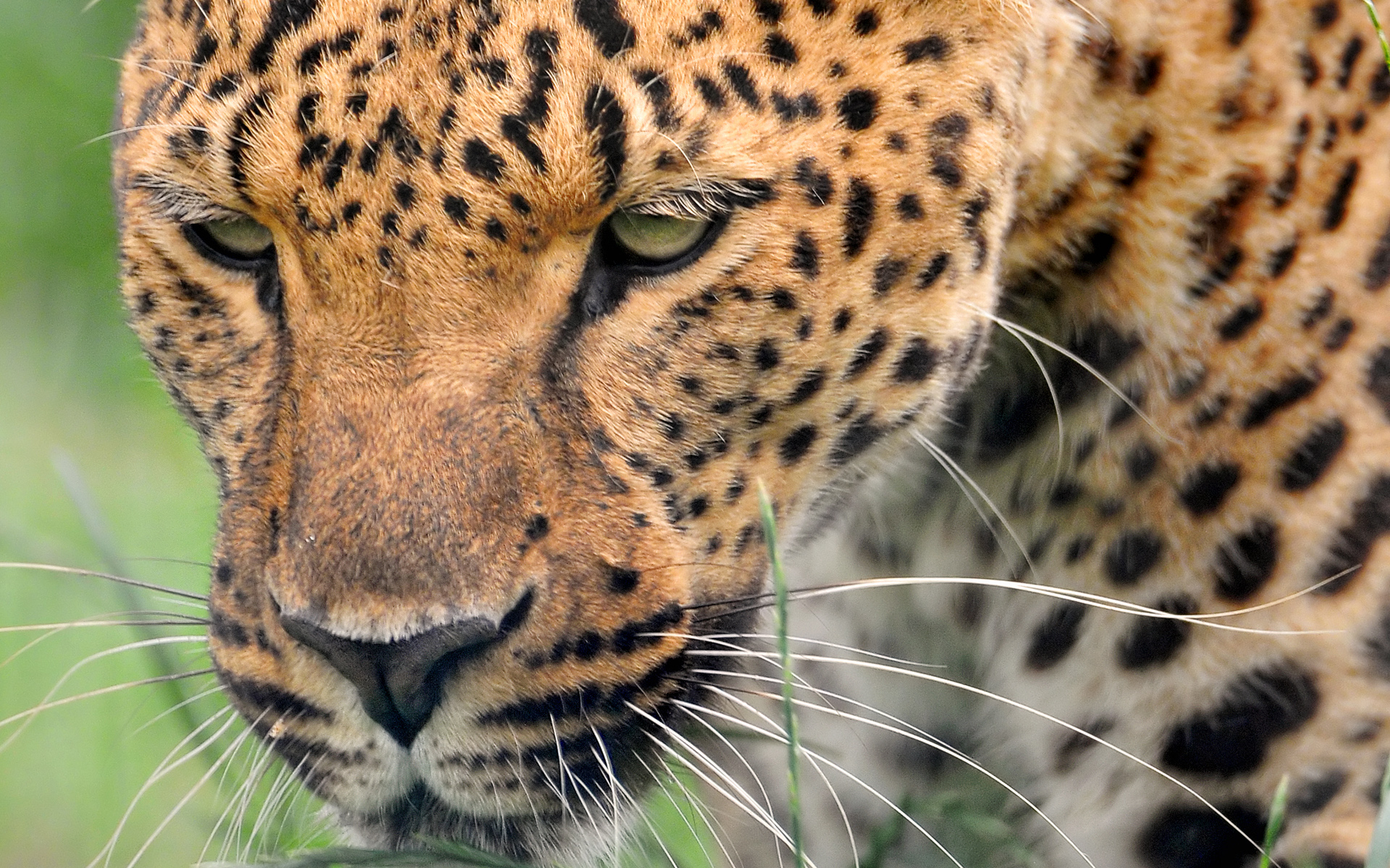 Baixar papel de parede para celular de Animais, Gatos, Leopardo gratuito.