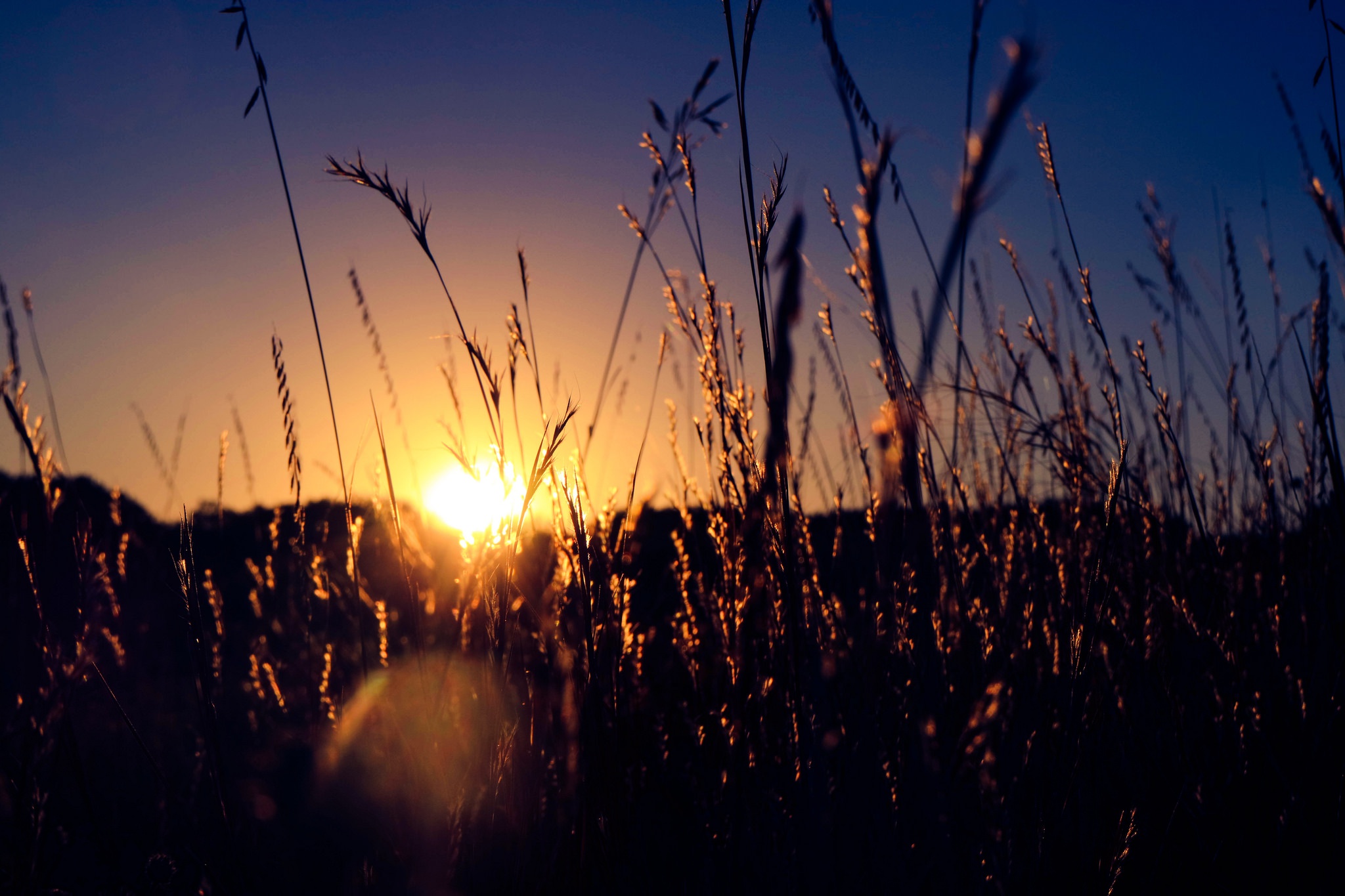 Descarga gratis la imagen Naturaleza, Amanecer, Planta, Tierra/naturaleza en el escritorio de tu PC