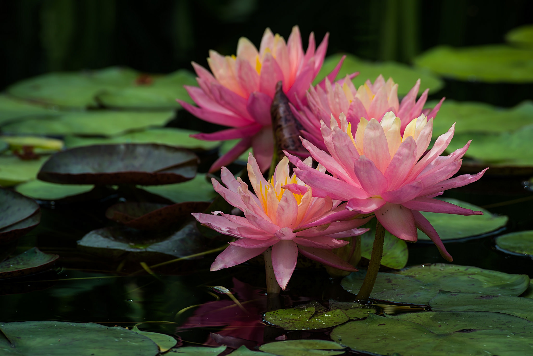 Laden Sie das Natur, Blumen, Lotus, Blume, Nahansicht, Seerose, Erde/natur, Pinke Blume-Bild kostenlos auf Ihren PC-Desktop herunter