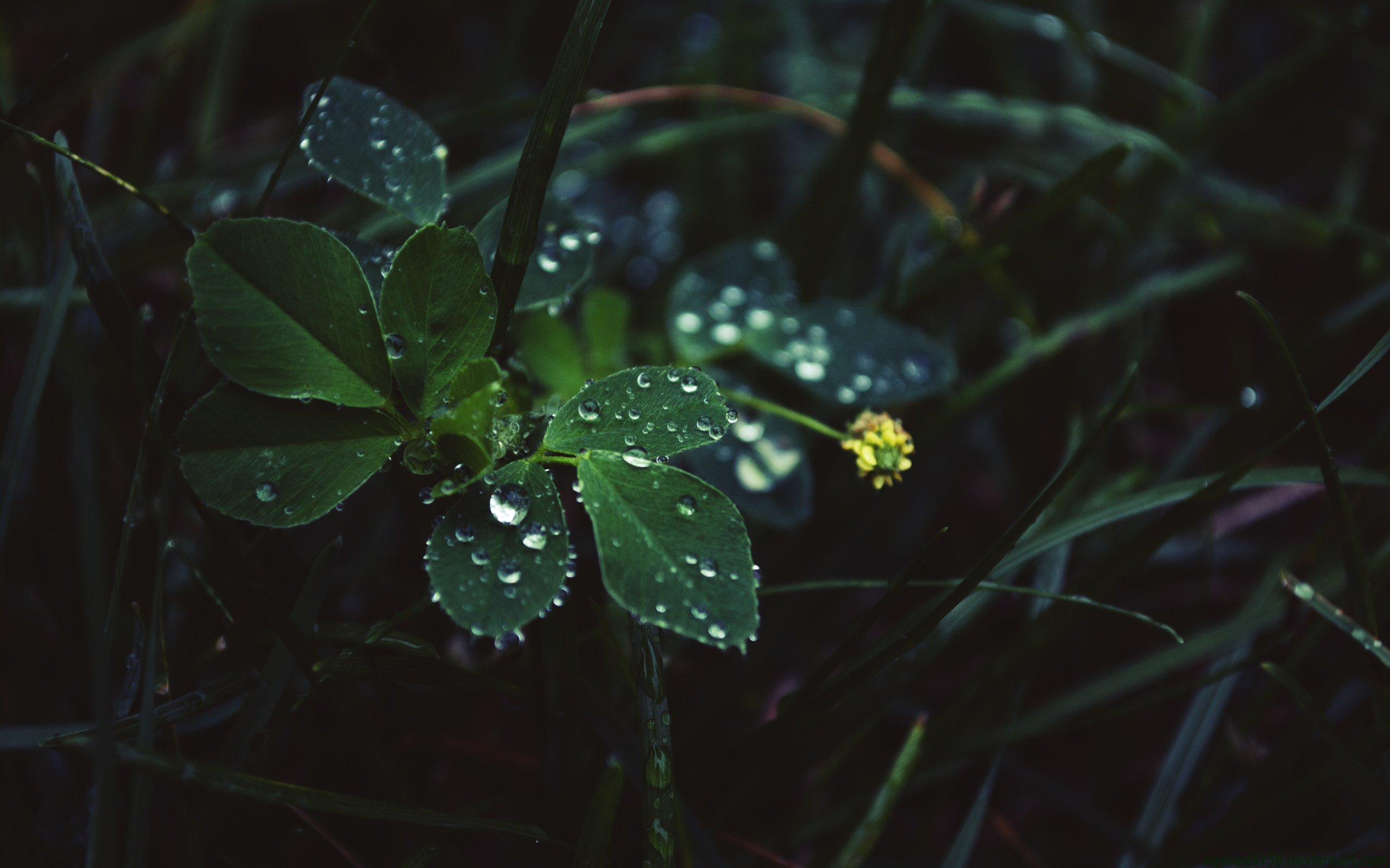 PCデスクトップに葉, 地球, 黄色い花, 雨滴画像を無料でダウンロード