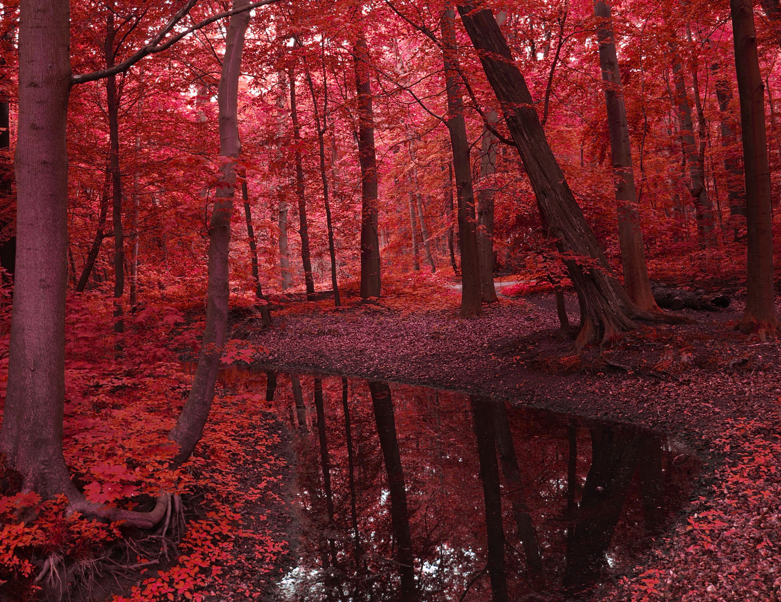 Free download wallpaper Nature, Forest, Tree, Fall, Earth, Pond on your PC desktop