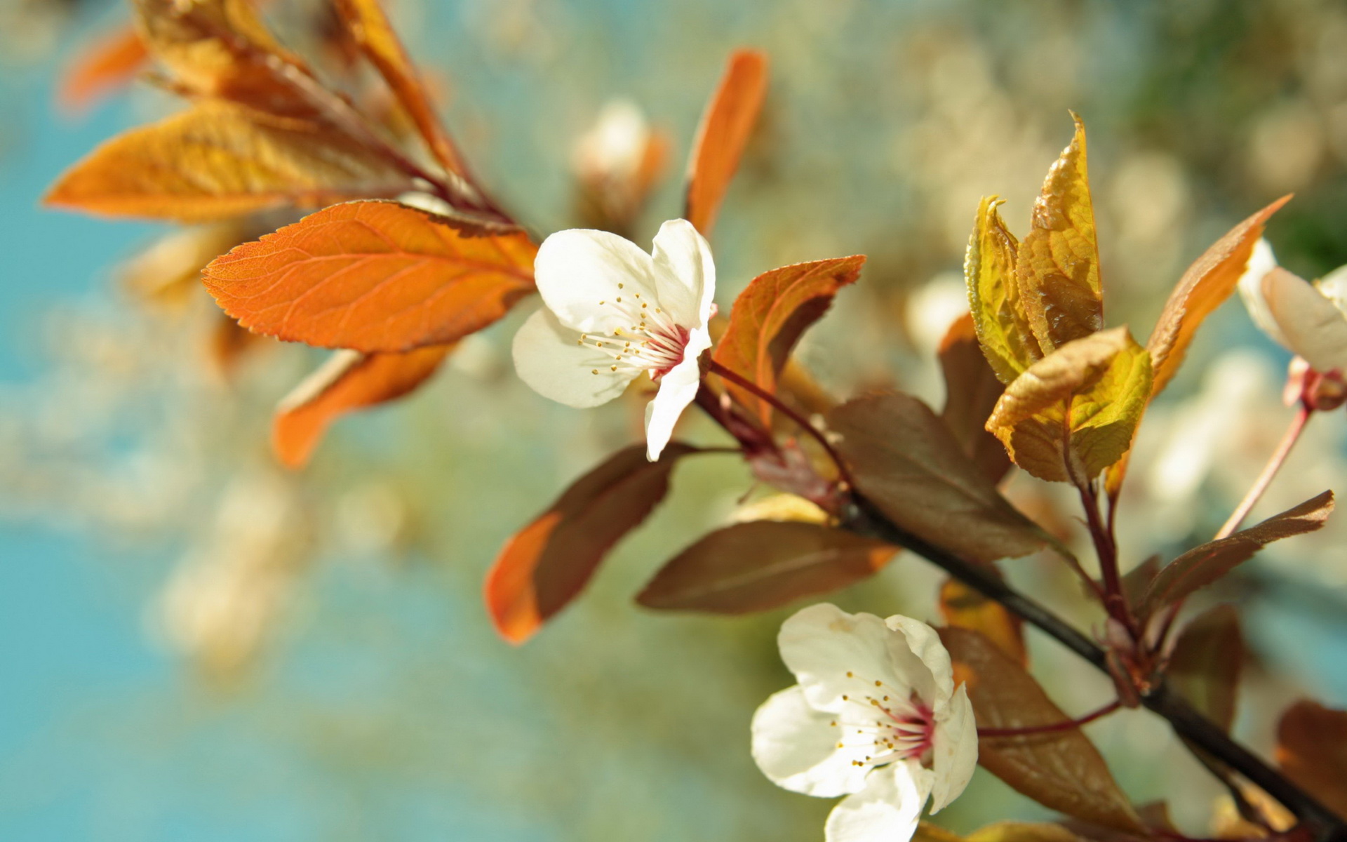 Free download wallpaper Blossom, Flowers, Earth on your PC desktop