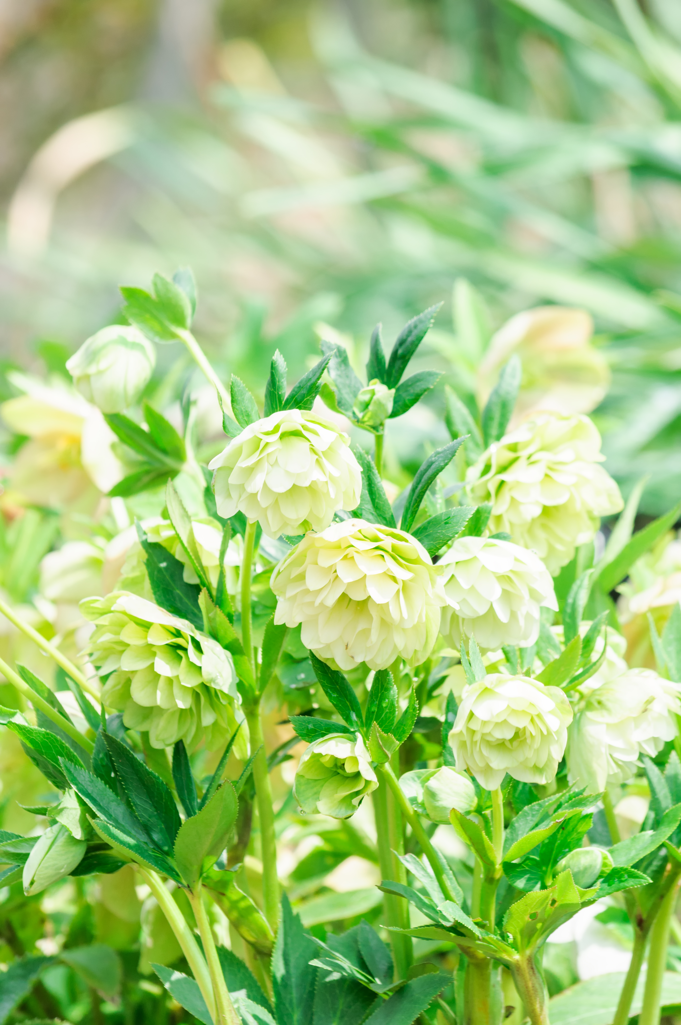 無料モバイル壁紙フラワーズ, 咲く, 白い, 開花, 植物をダウンロードします。