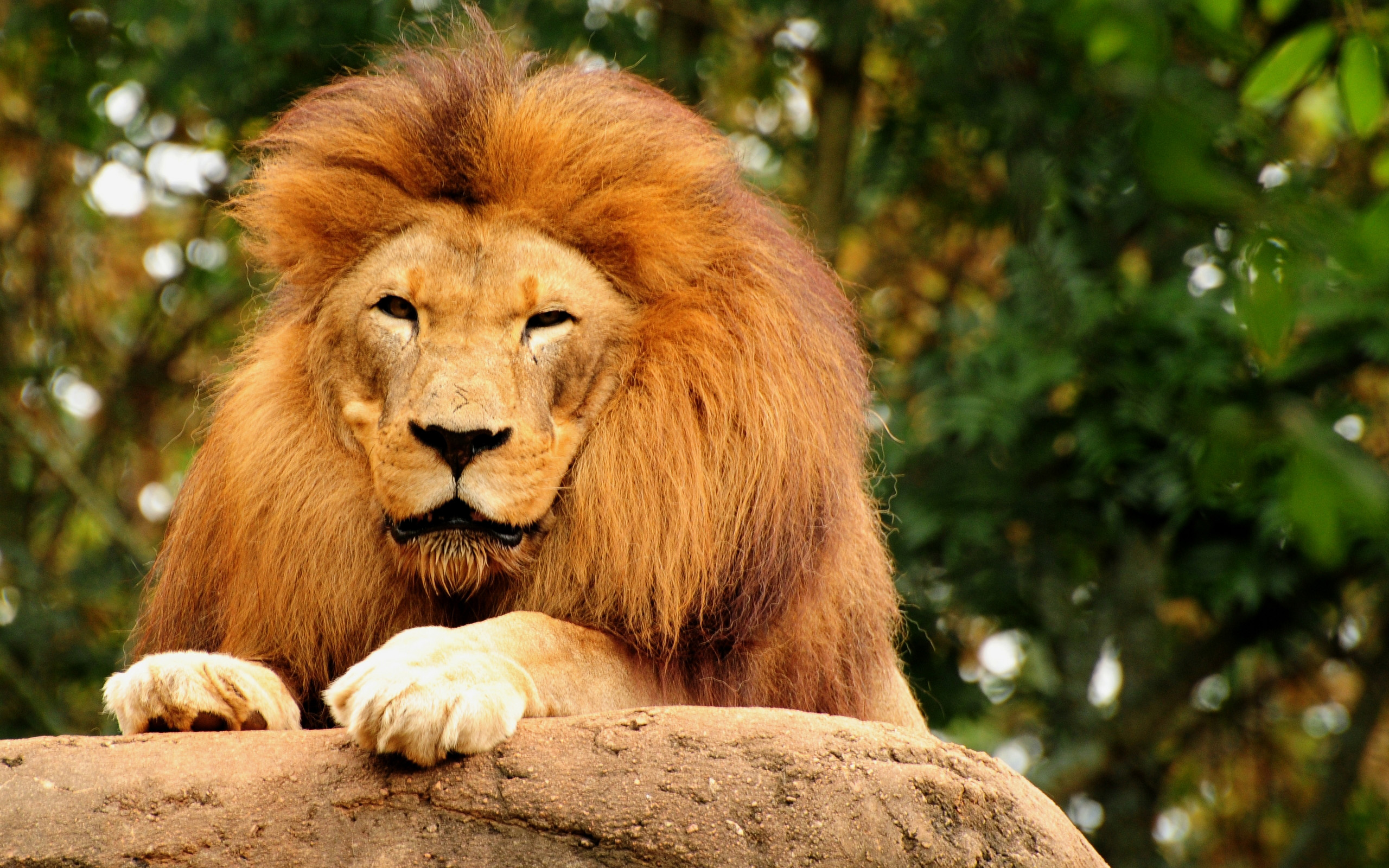 Téléchargez des papiers peints mobile Animaux, Lion gratuitement.