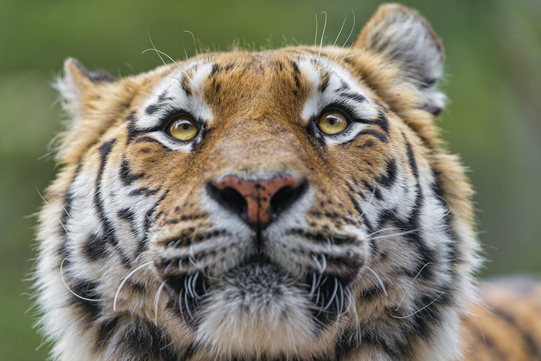 Téléchargez gratuitement l'image Animaux, Chats, Tigre sur le bureau de votre PC