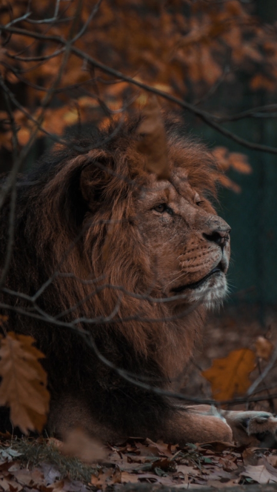 Descarga gratuita de fondo de pantalla para móvil de Animales, Gatos, León.