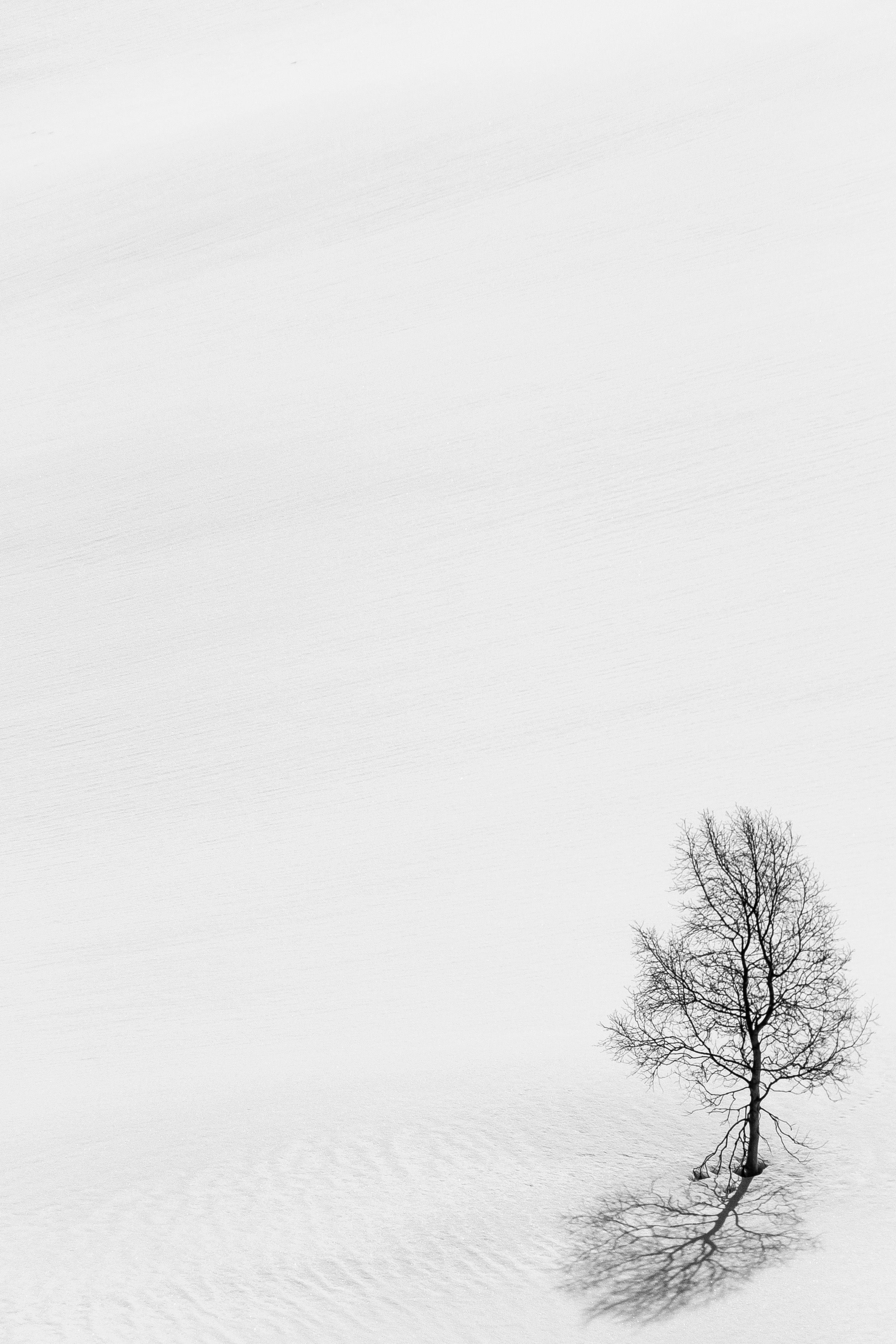 chb, winter, nature, snow, wood, tree, minimalism, bw Desktop Wallpaper