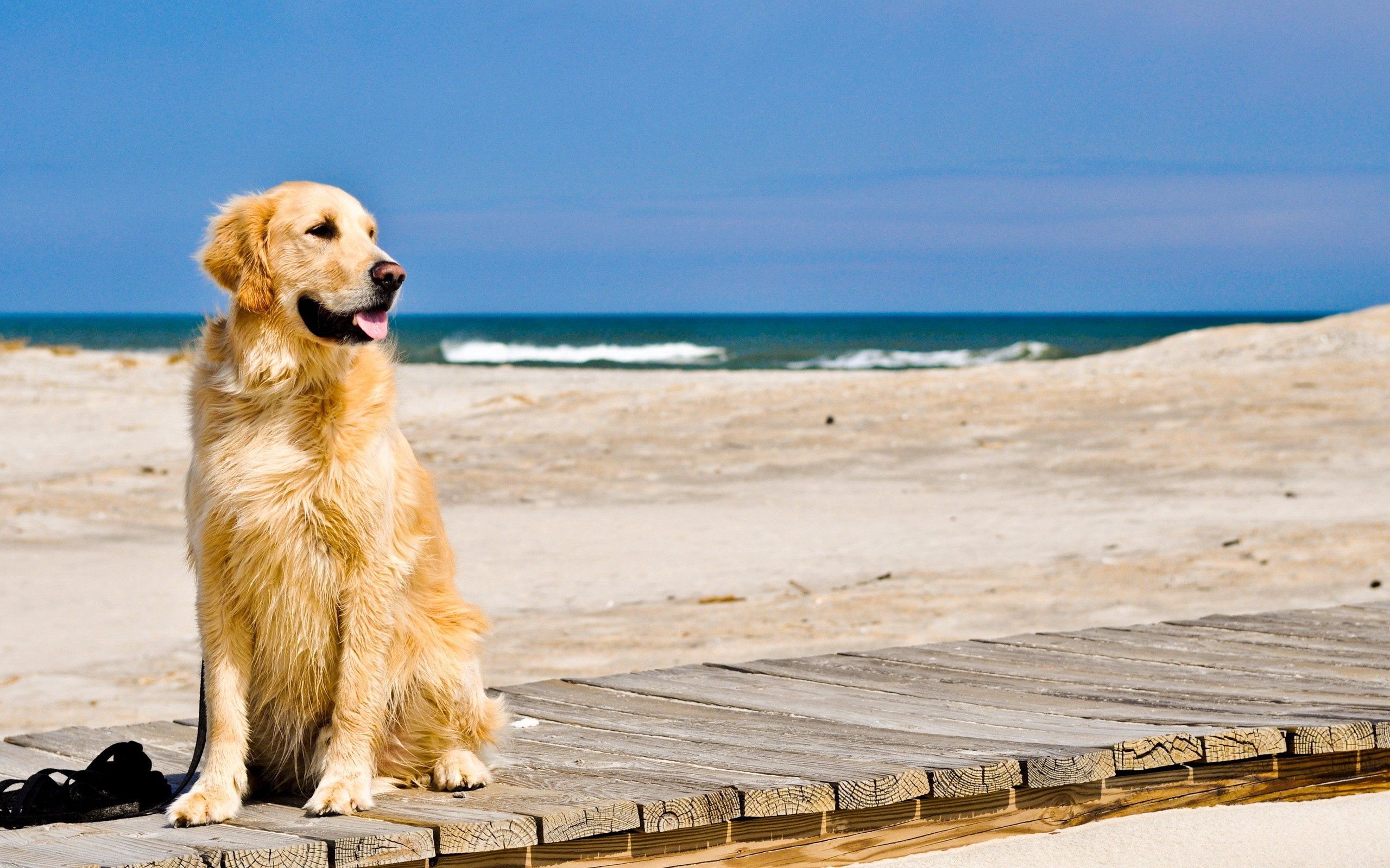 animals, sand, dog, track, expectation, waiting HD wallpaper