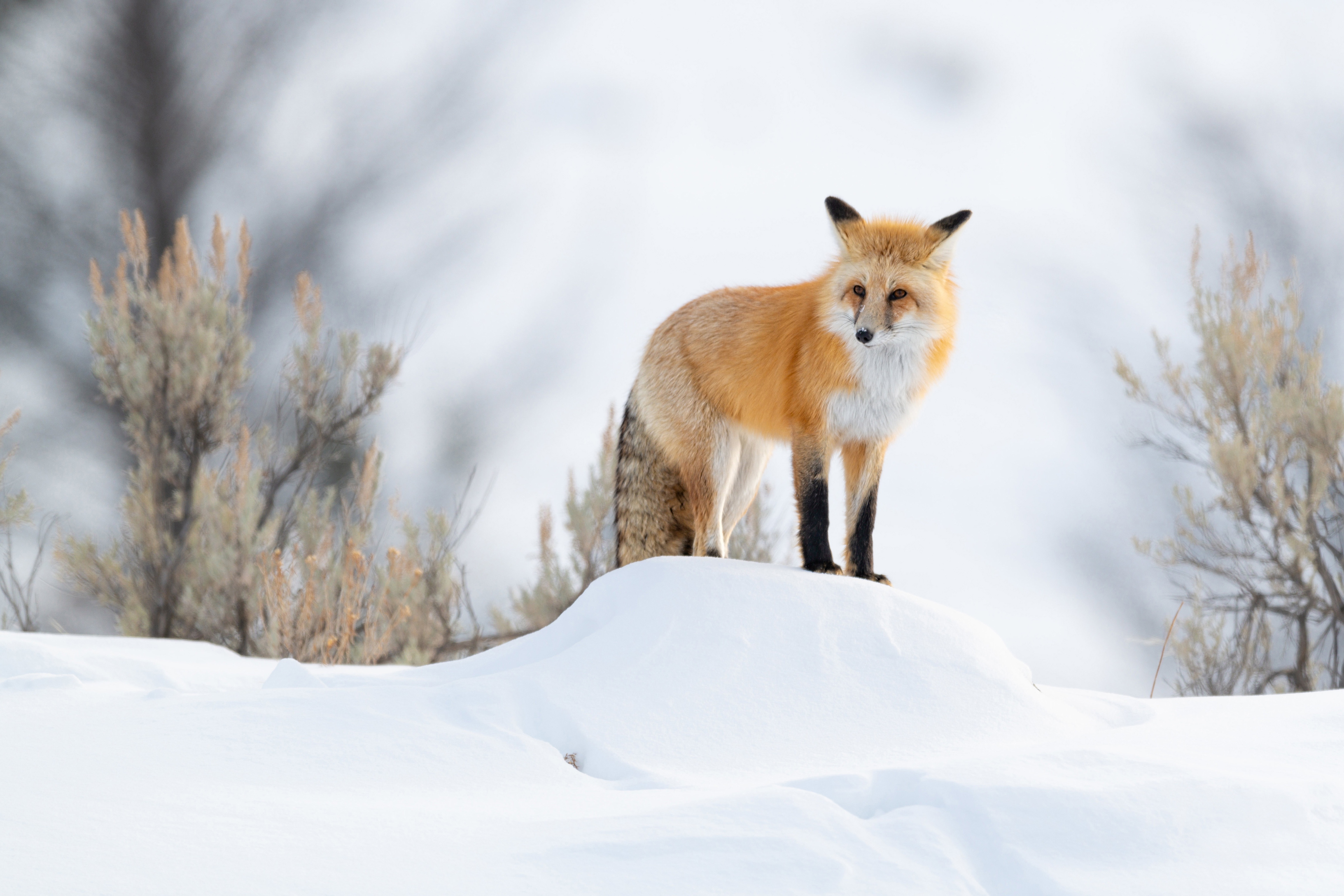 Download mobile wallpaper Snow, Fox, Animal for free.