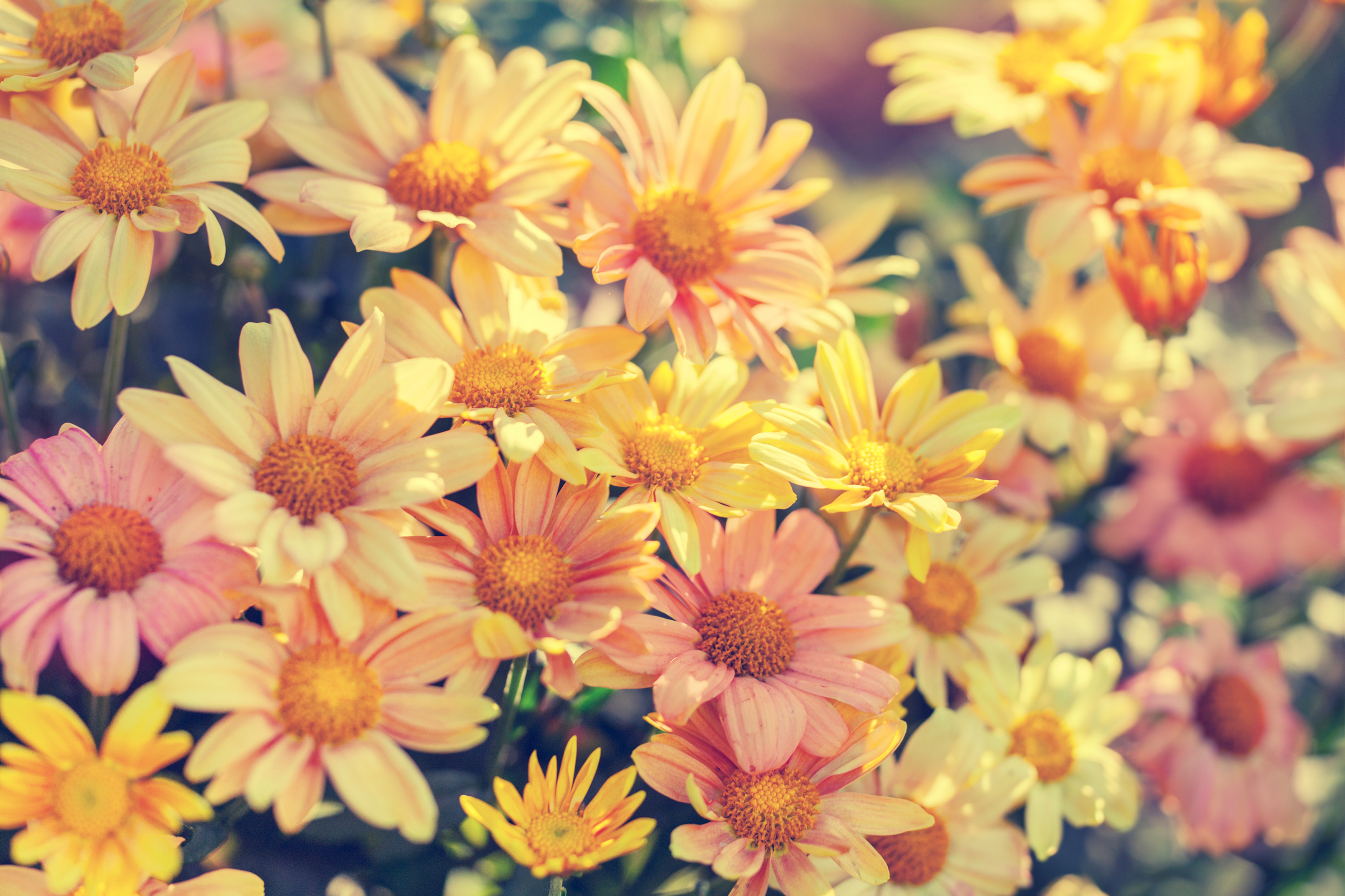 Free download wallpaper Flowers, Flower, Earth on your PC desktop