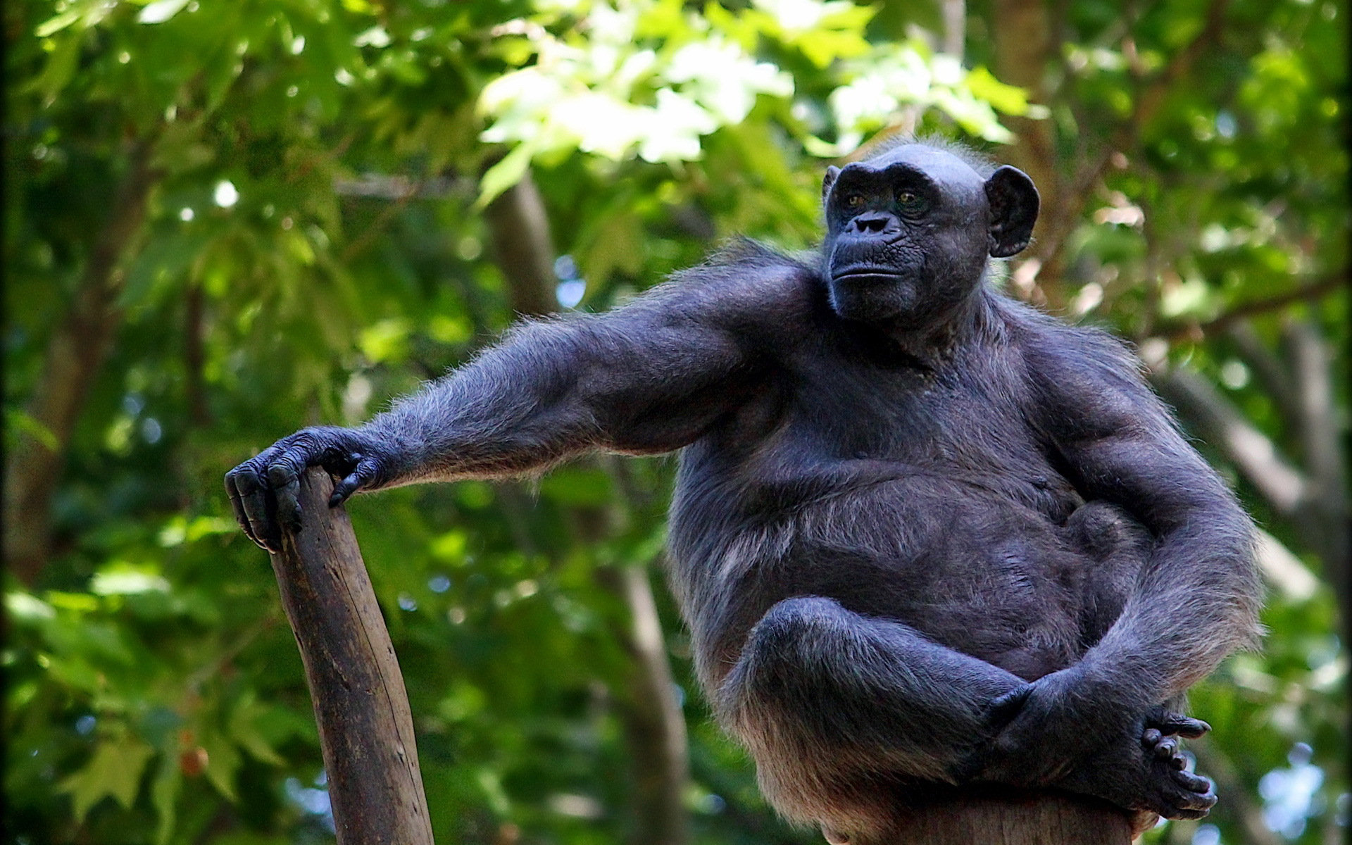 259937 Bild herunterladen tiere, schimpanse, affen - Hintergrundbilder und Bildschirmschoner kostenlos