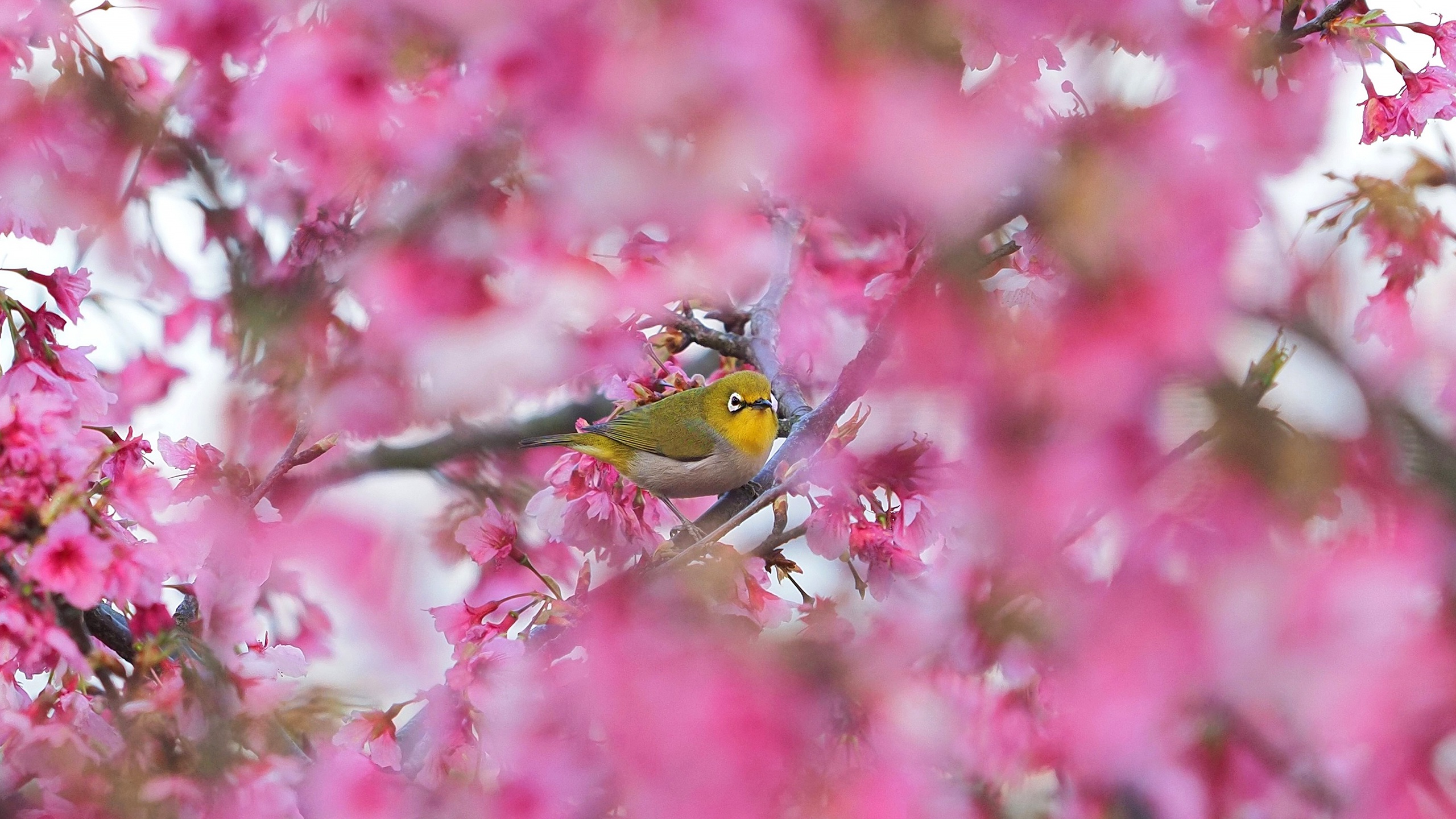 Handy-Wallpaper Tiere, Vögel, Vogel, Frühling, Blüte, Japanbrillenvogel kostenlos herunterladen.