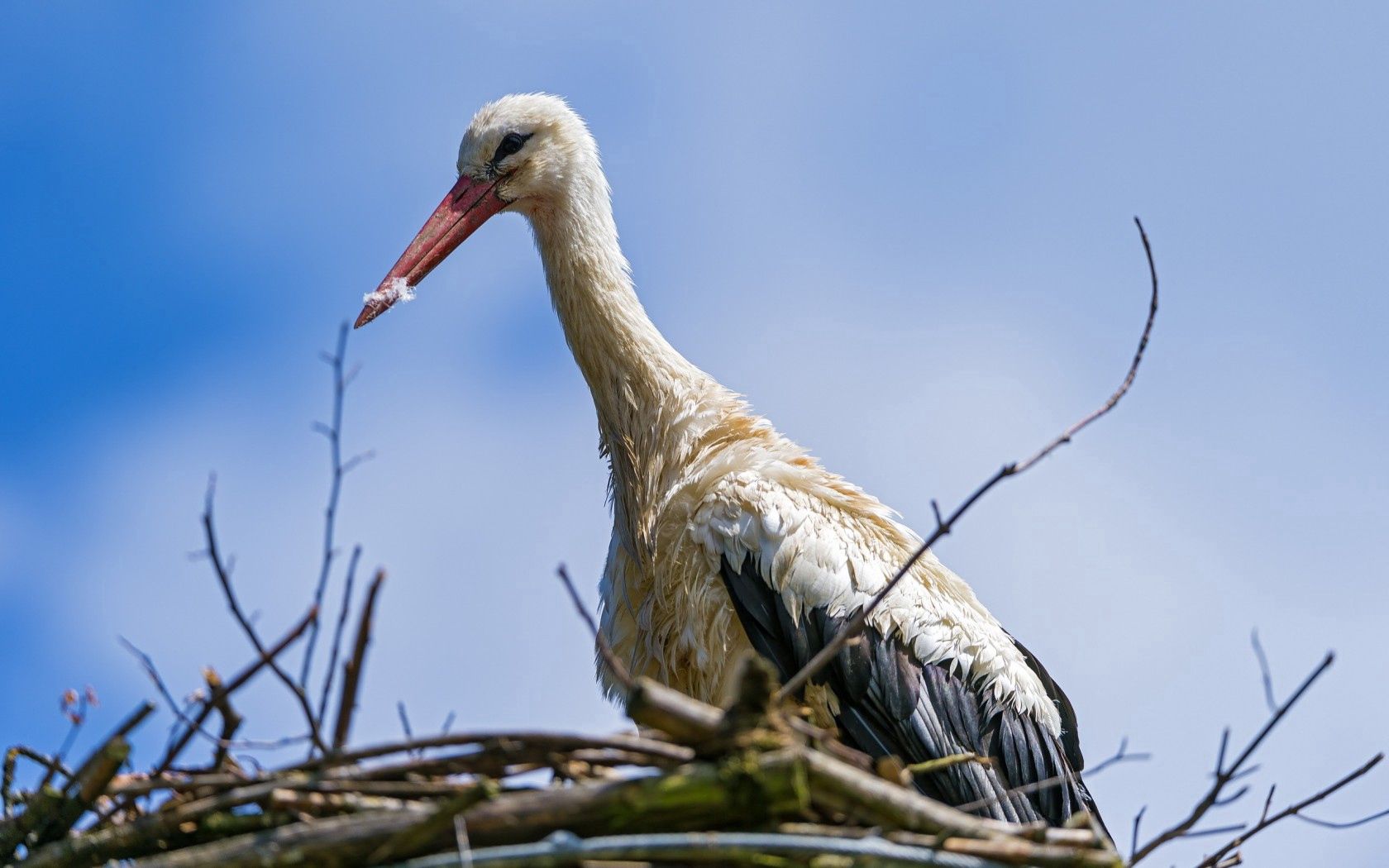 Free download wallpaper Animals, Nature, Bird, Nest, Stork on your PC desktop