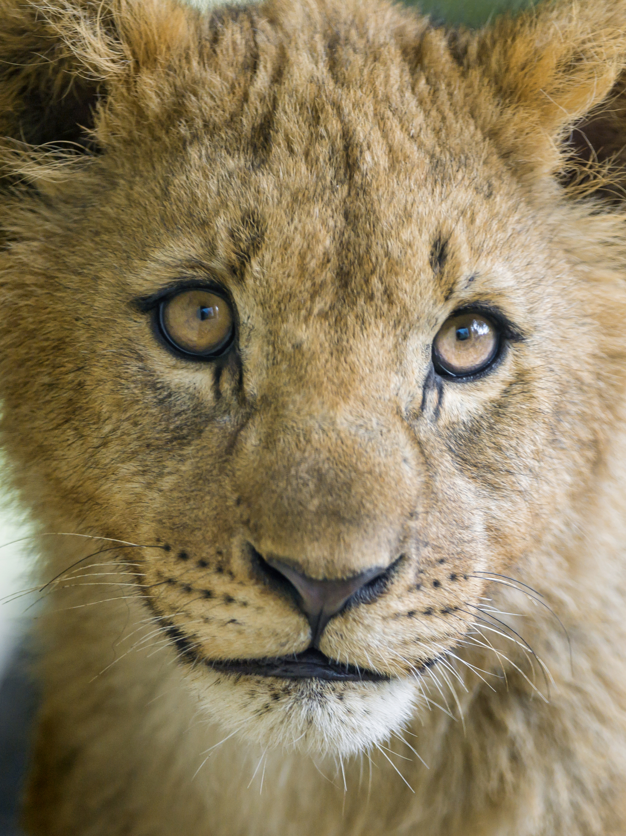 Téléchargez gratuitement l'image Animaux, Chats, Lion, Lionceau sur le bureau de votre PC