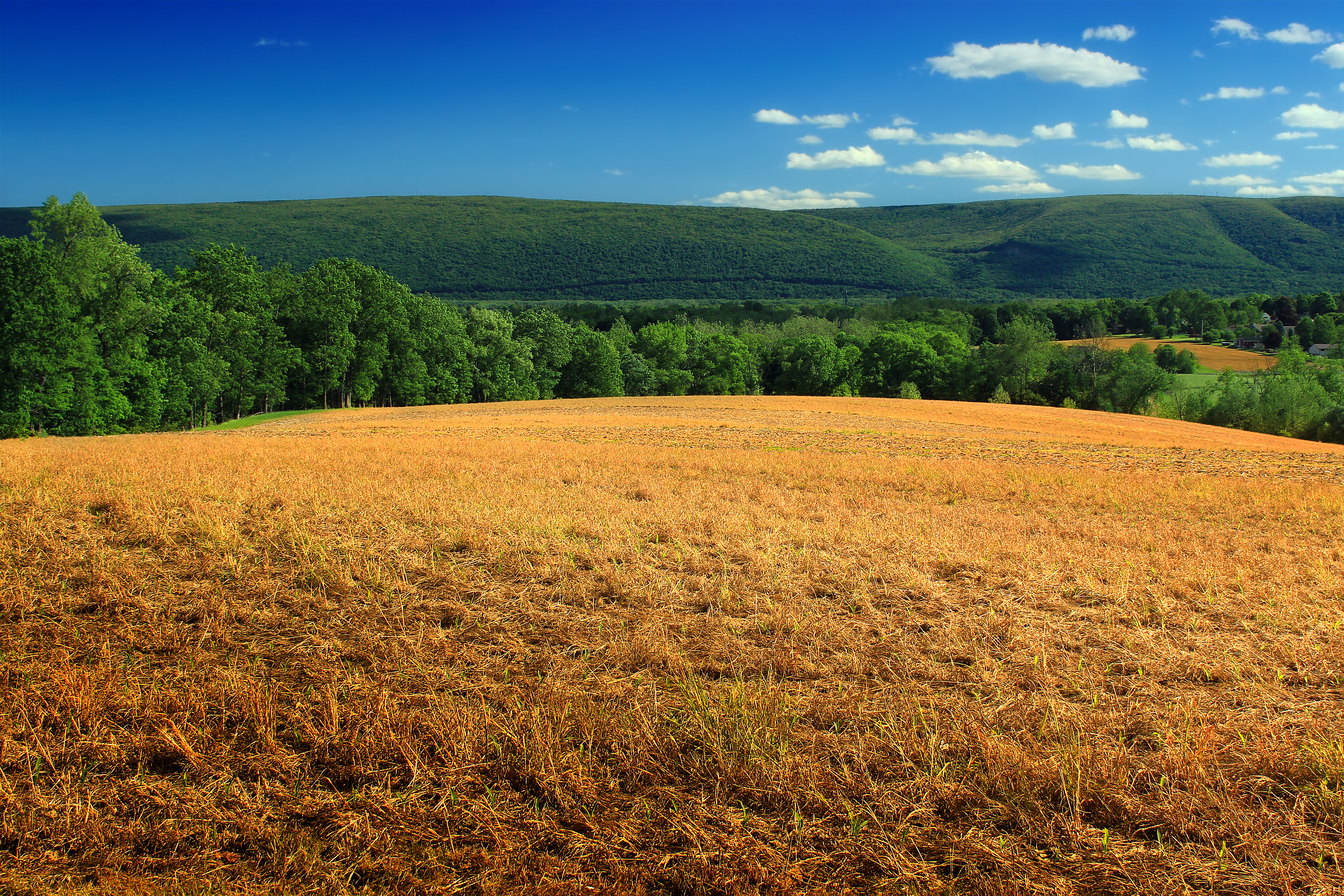 Free download wallpaper Grass, Bush, Dry, Hill, Nature, Field on your PC desktop
