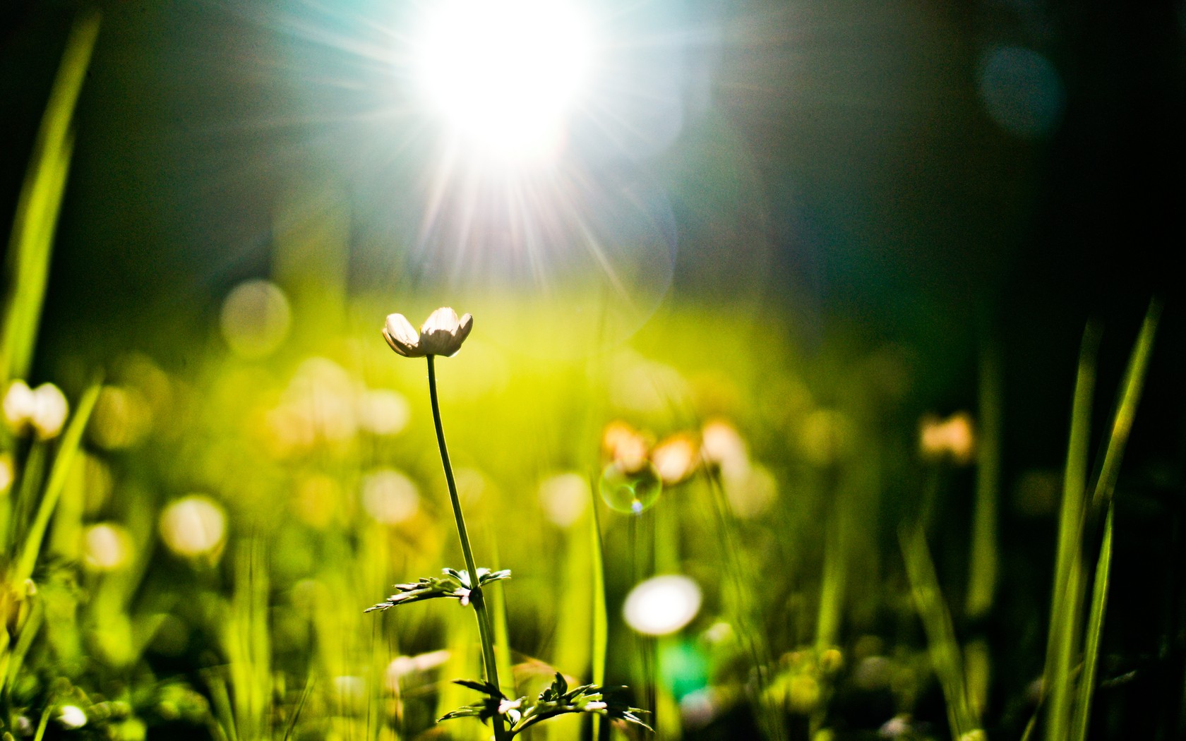 Descarga gratuita de fondo de pantalla para móvil de Flores, Flor, Tierra/naturaleza.