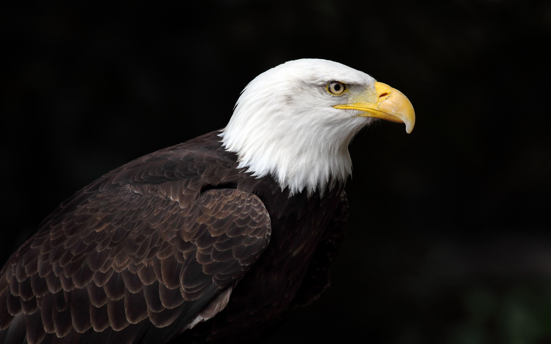 Handy-Wallpaper Weißkopfseeadler, Vögel, Tiere kostenlos herunterladen.