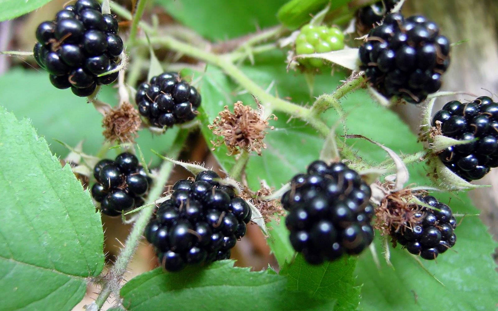 blackberry, food