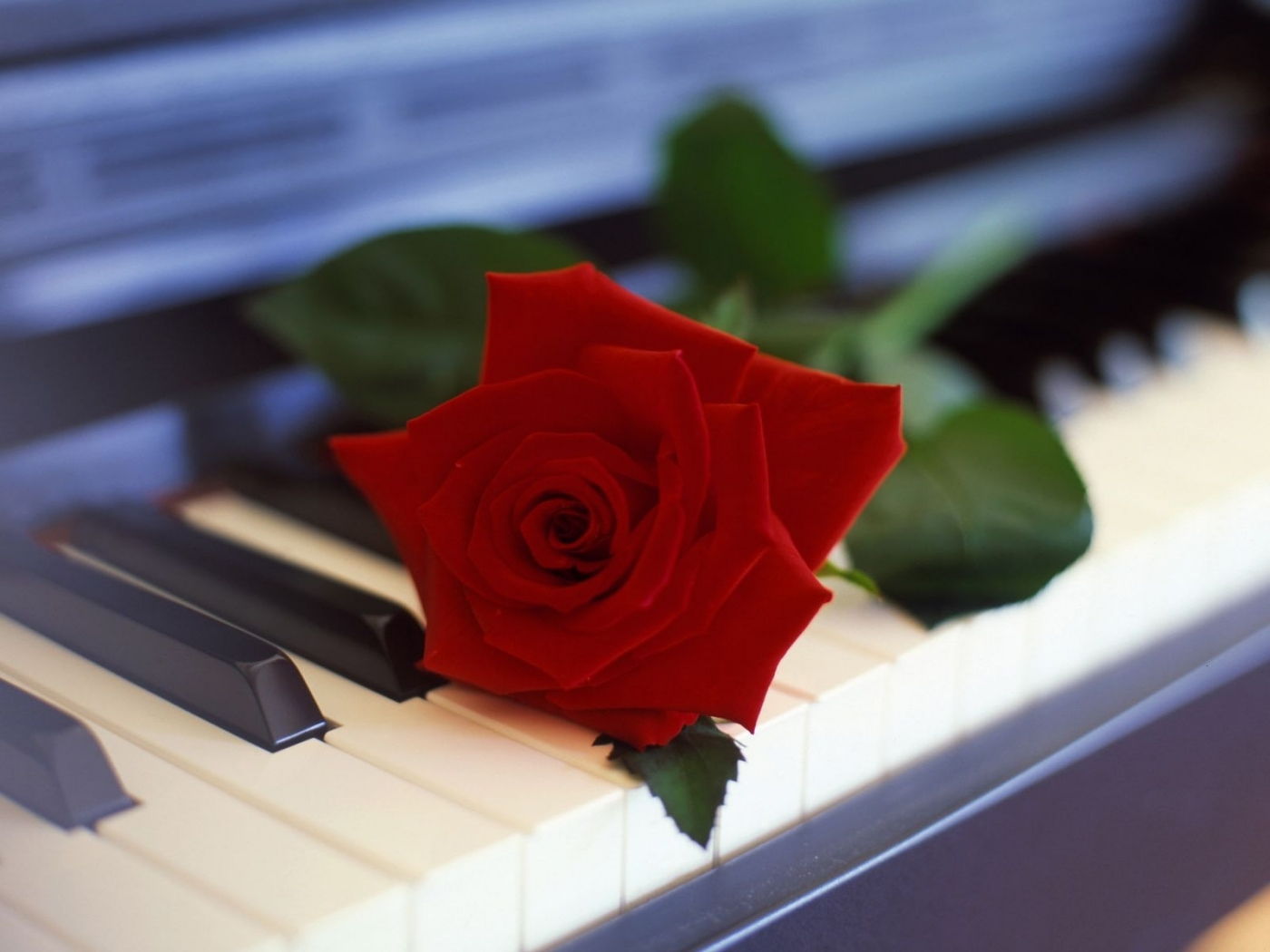 Téléchargez gratuitement l'image Roses, Fleurs, Plantes sur le bureau de votre PC