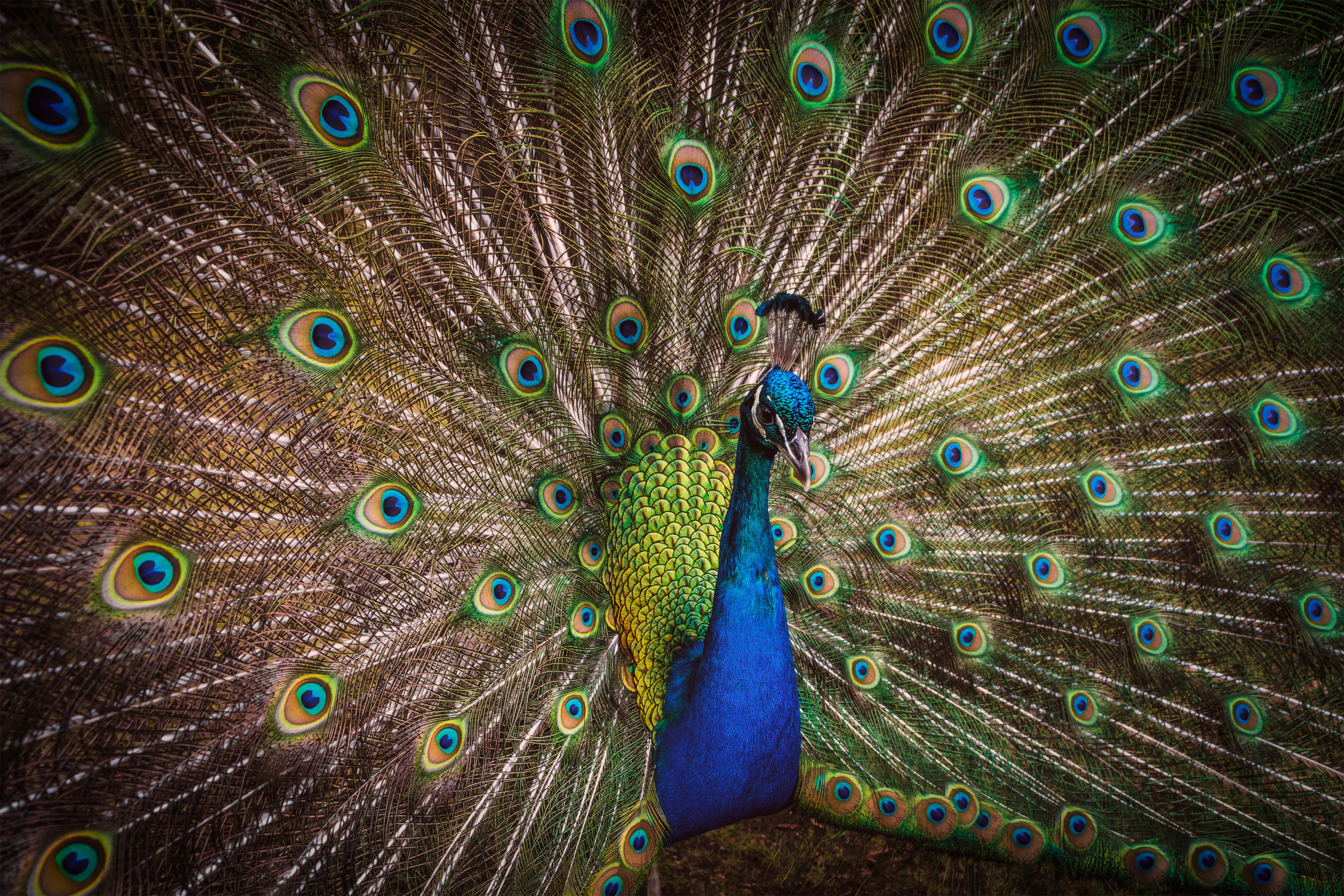 bright, peacock, feather, animals, bird, pattern