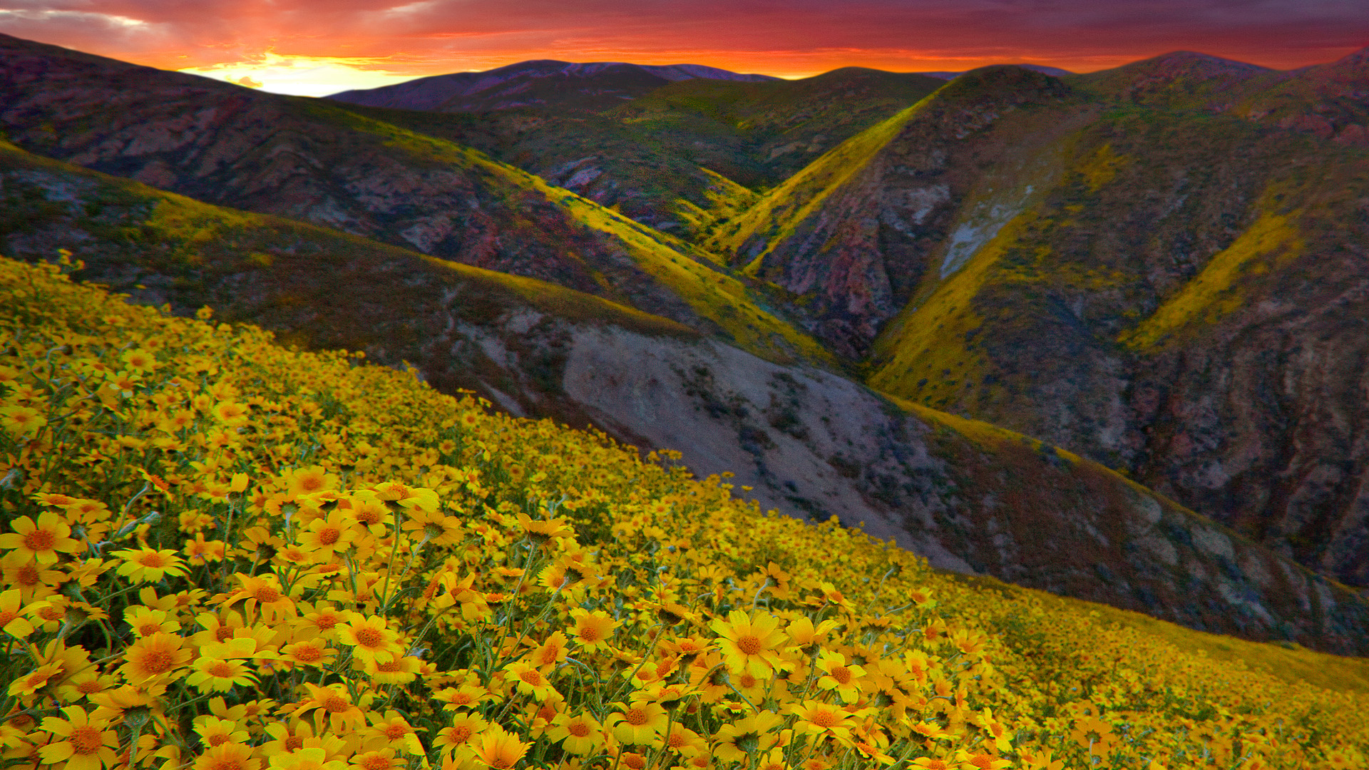 Descarga gratuita de fondo de pantalla para móvil de Flores, Flor, Tierra/naturaleza.